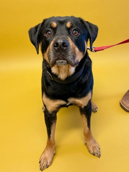 Enlarge Jax, a Adoptable mixed breed in Bowling Green, KY image 1/1
