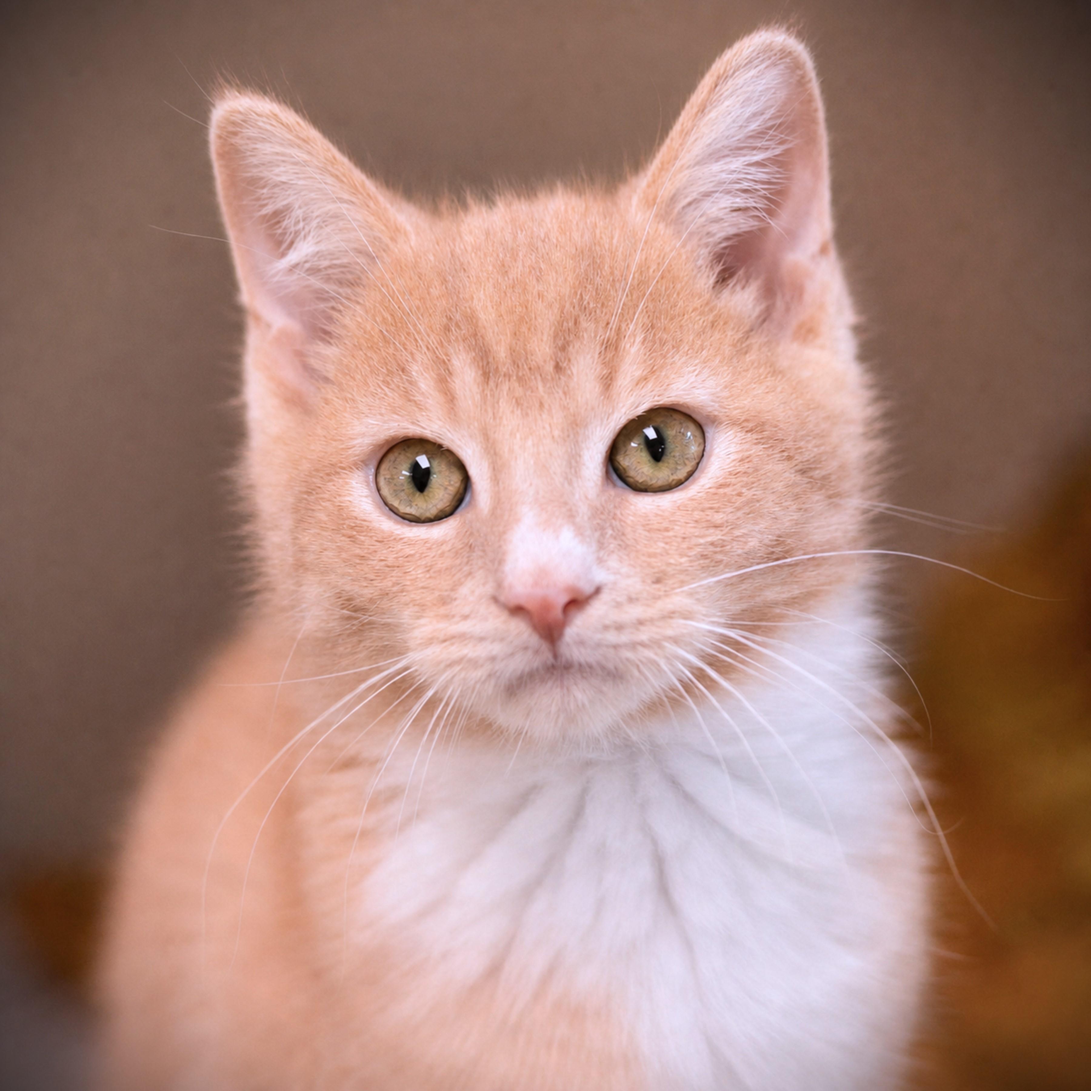 Snuffleupagus, adopted, Kitten Male Domestic Short Hair.