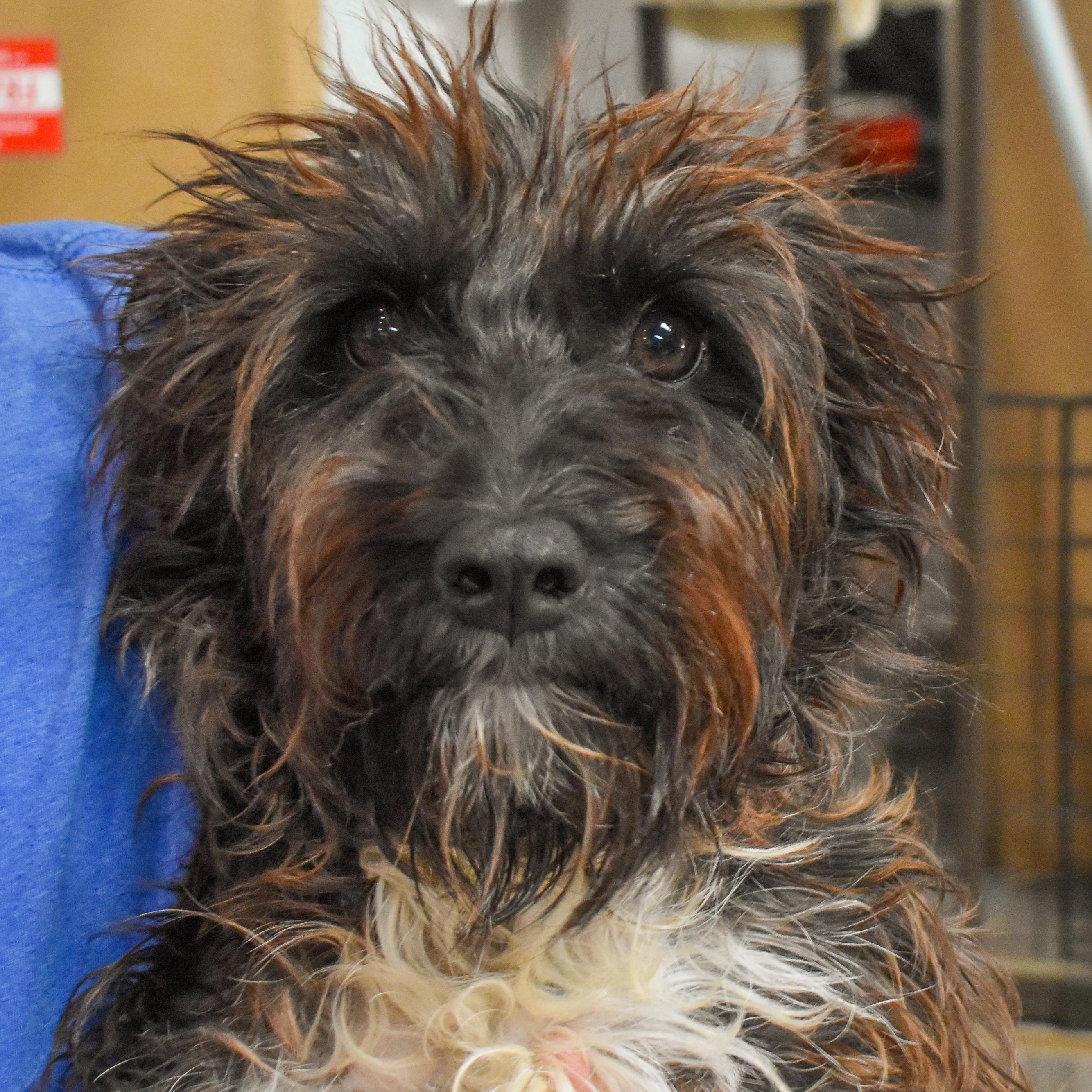 Trixie — thumbnail 2