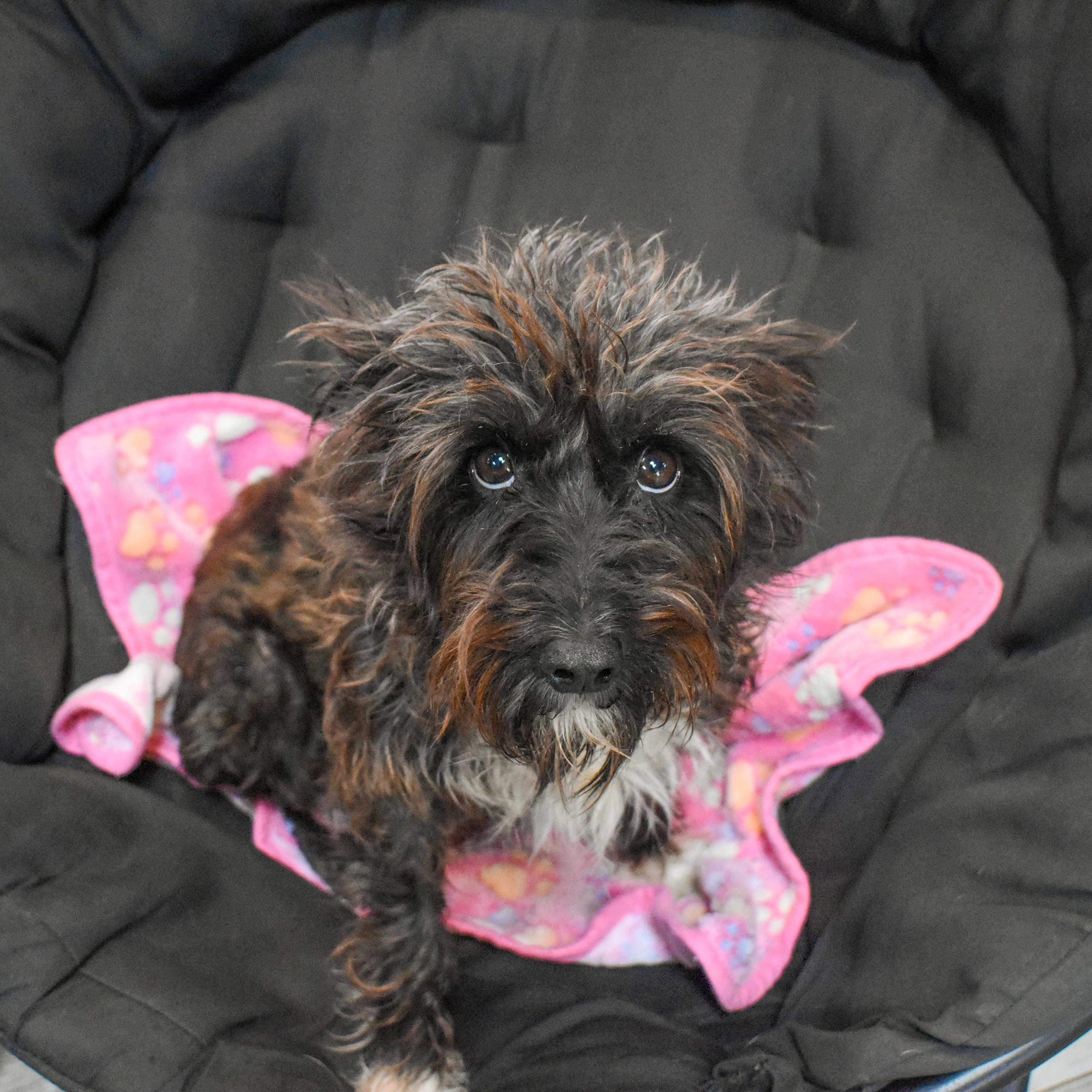 Trixie — thumbnail 3