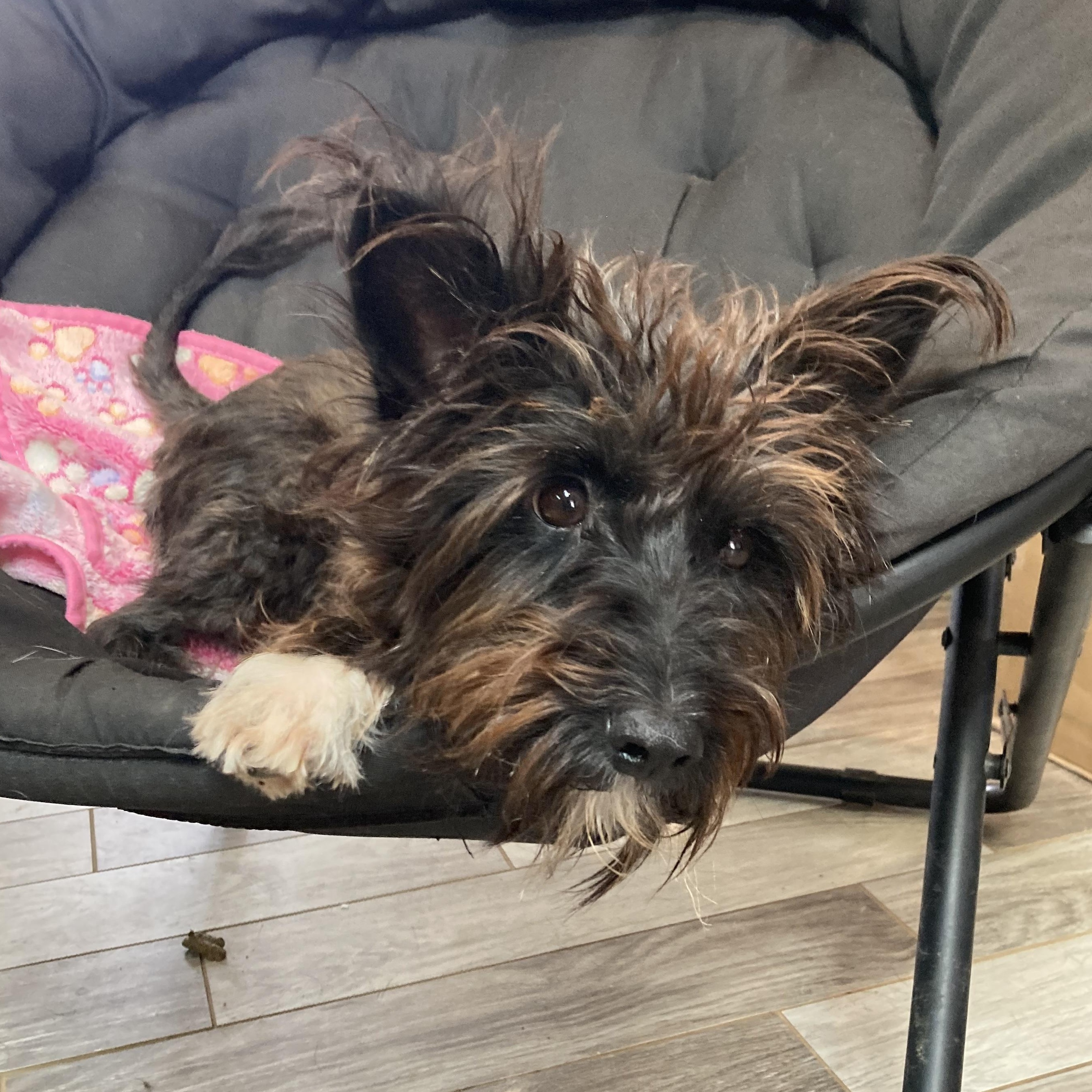 Trixie — thumbnail 5