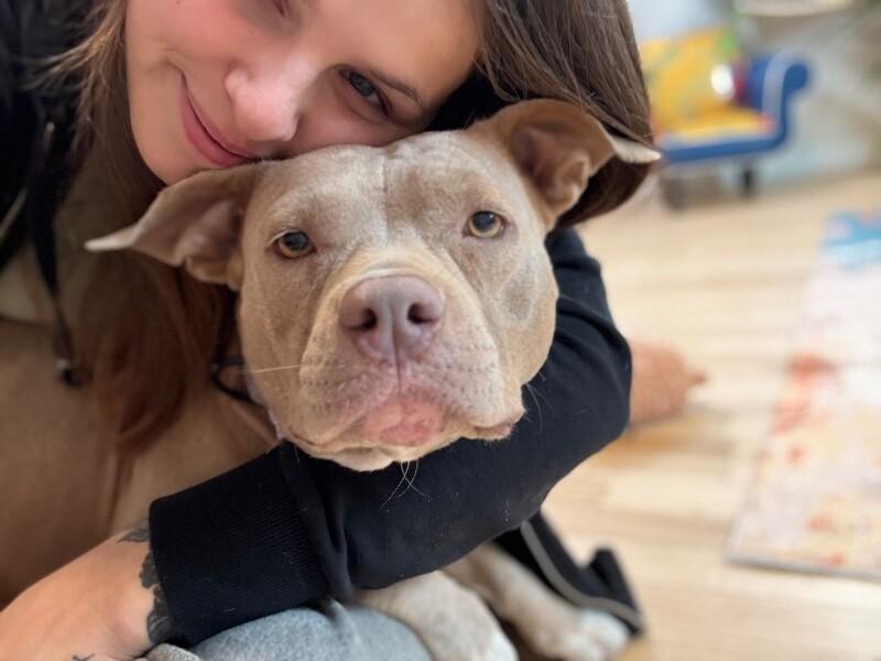 Macy mini pittie Lap Lovin Girly — thumbnail 2