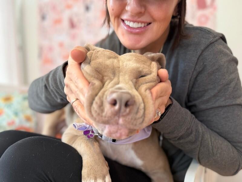 Macy mini pittie Lap Lovin Girly — thumbnail 4