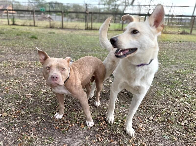 Macy mini pittie Lap Lovin Girly — thumbnail 5