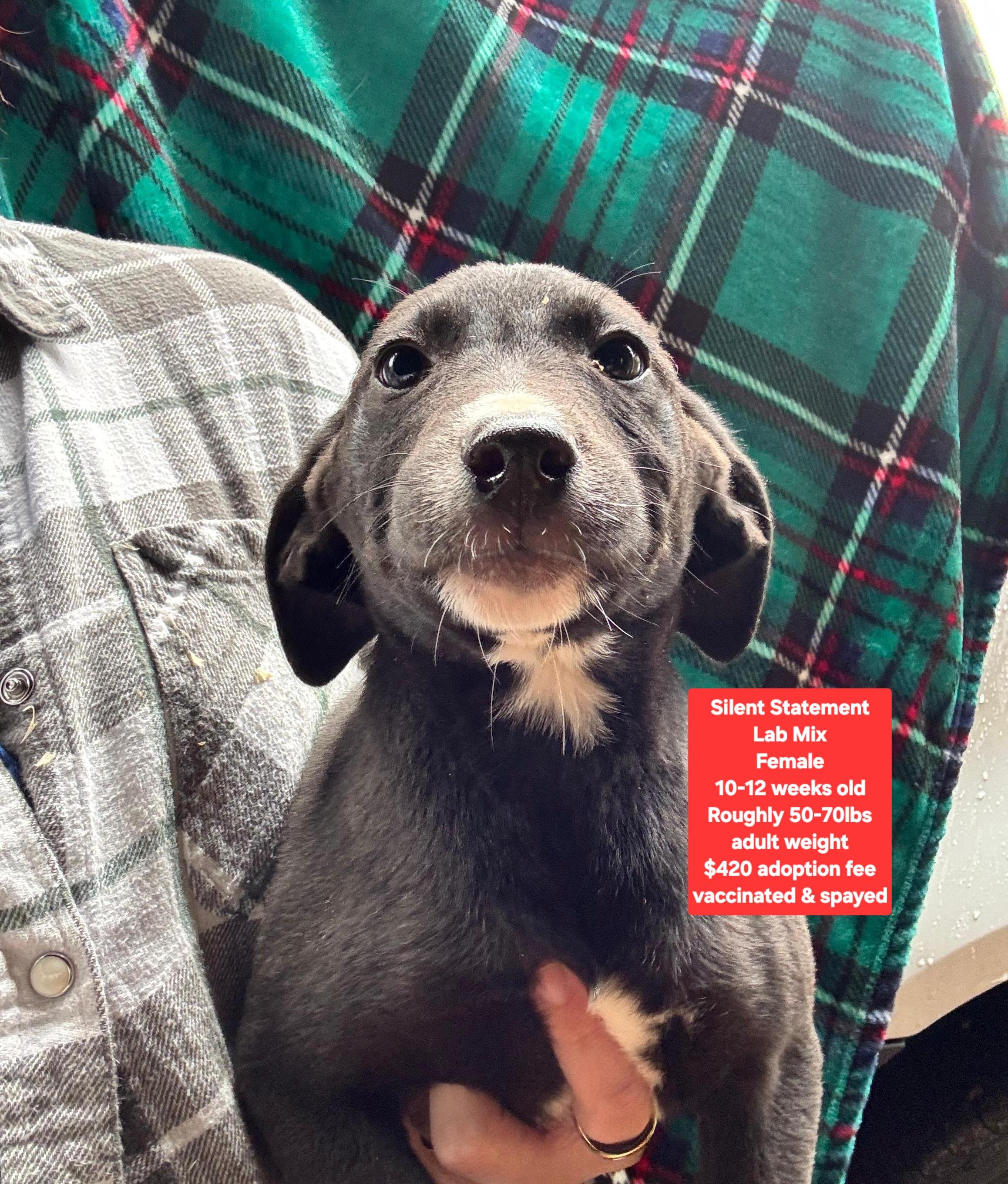 Silent Statement, ADOPTABLE, Puppy Female Black Labrador Retriever.