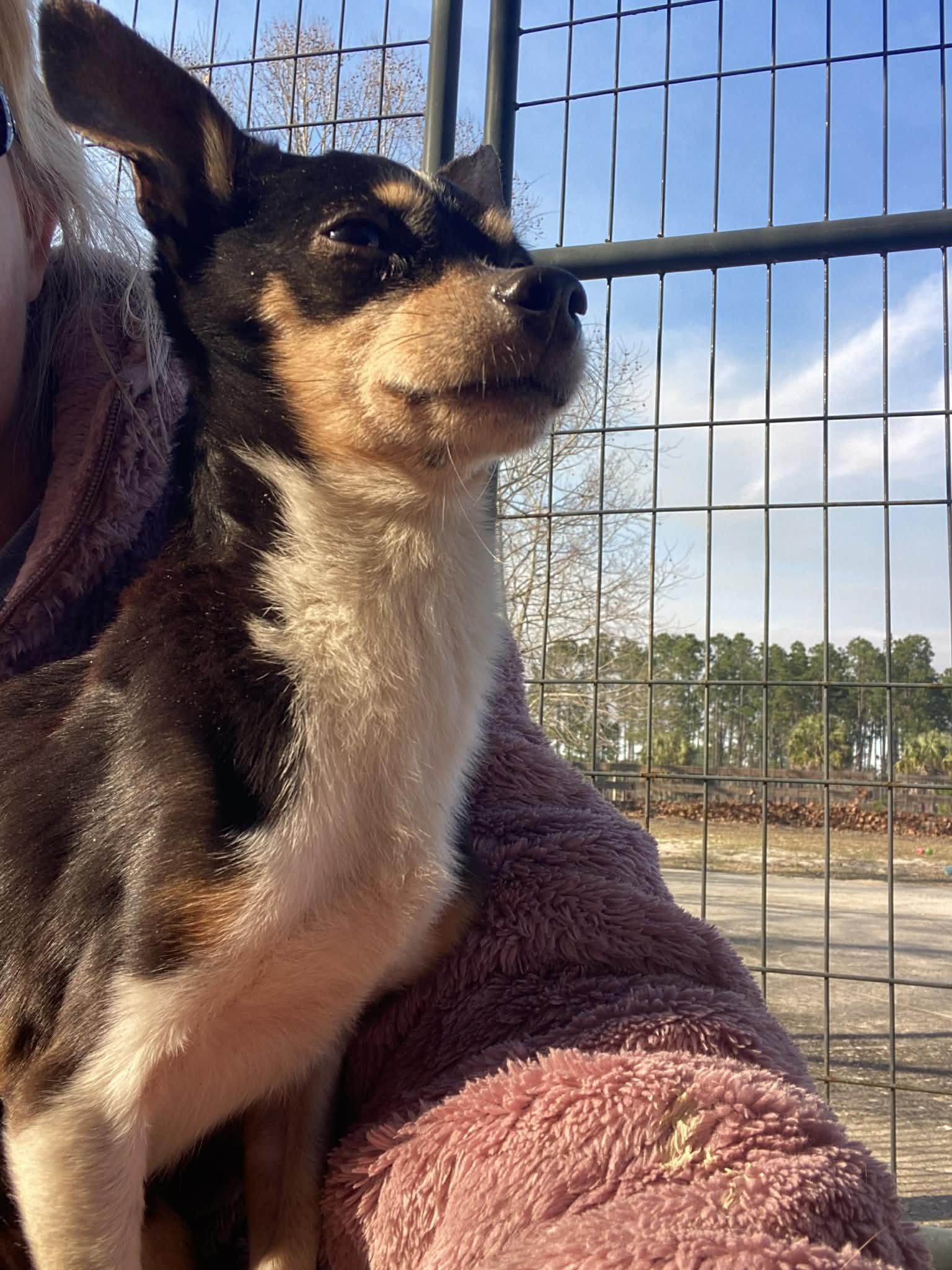Simon, Adoptable, Senior Male Chihuahua.
