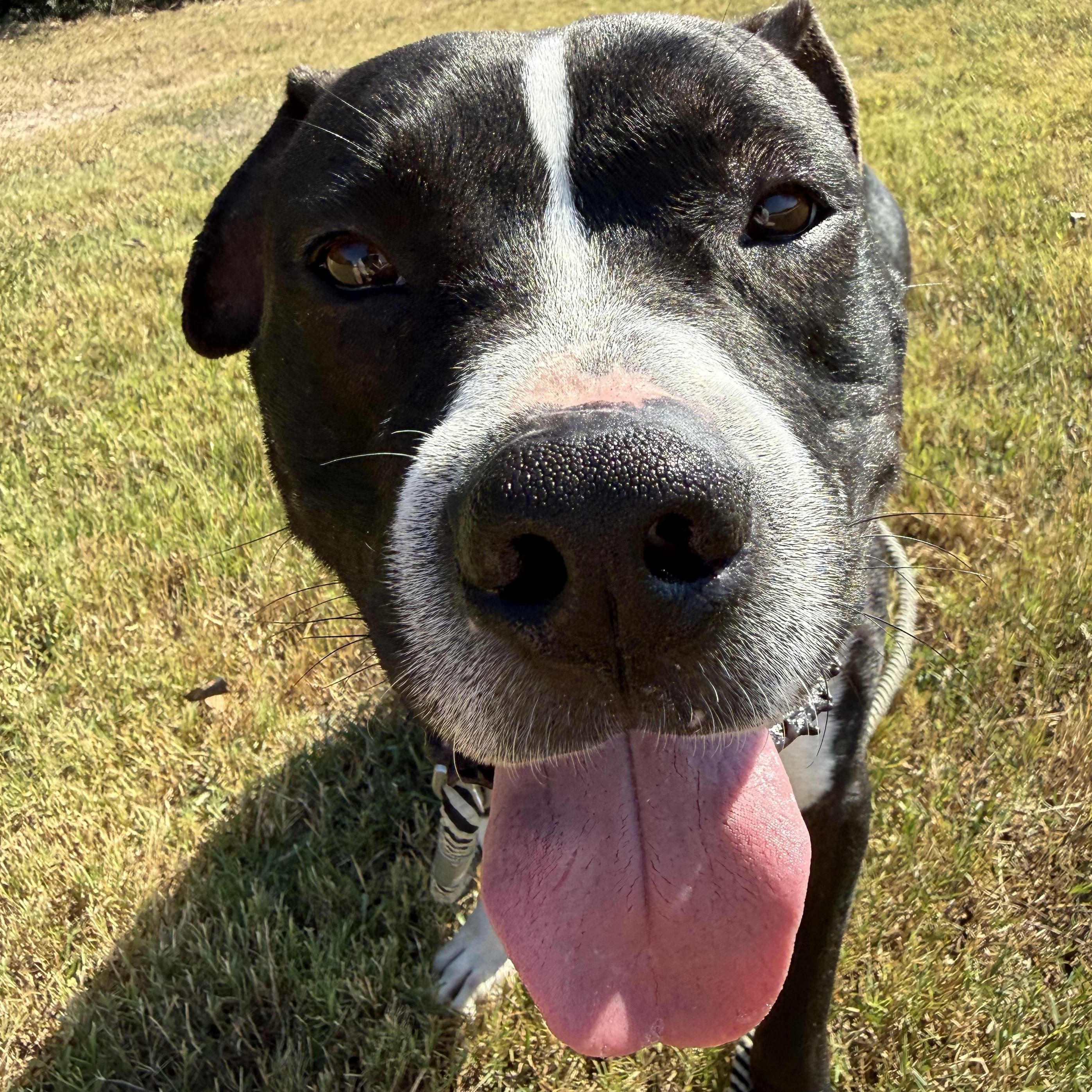 Waylon Jennings — thumbnail 3