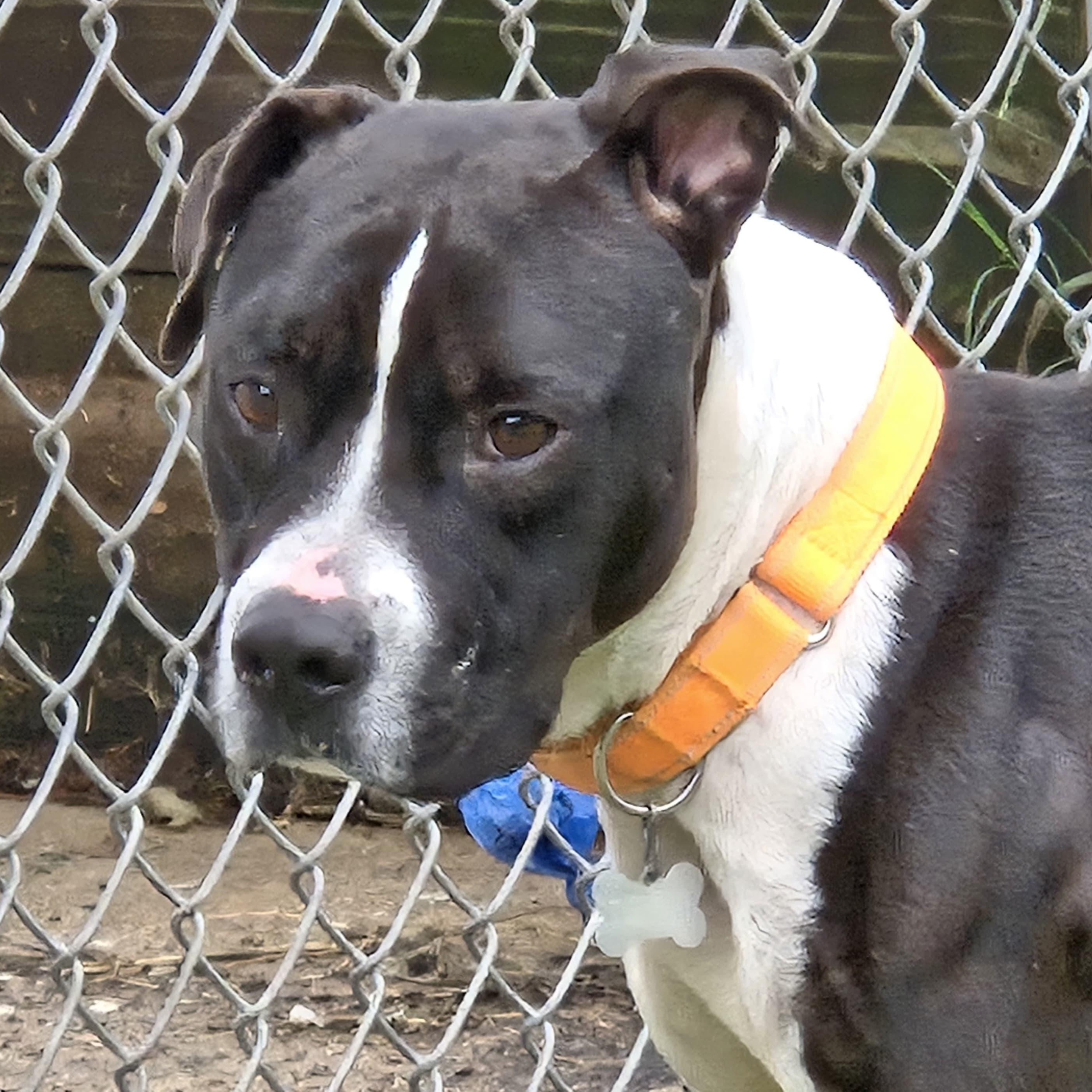 Waylon Jennings — thumbnail 4