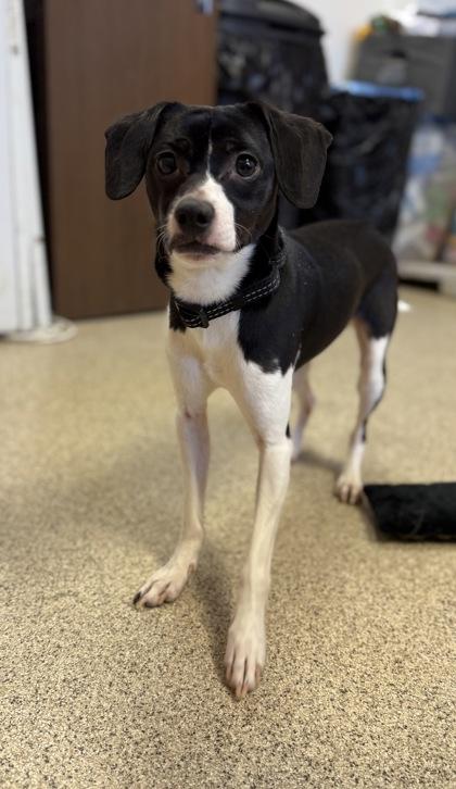 Tuxedo, Adoptable, Adult Male Chihuahua & Mixed Breed.