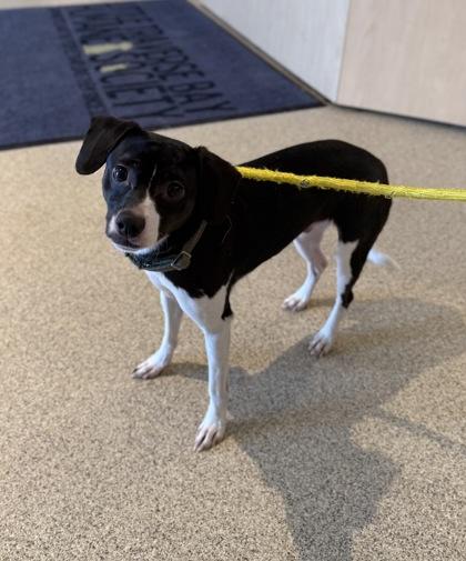 Tuxedo, Adoptable, Adult Male Chihuahua & Mixed Breed.
