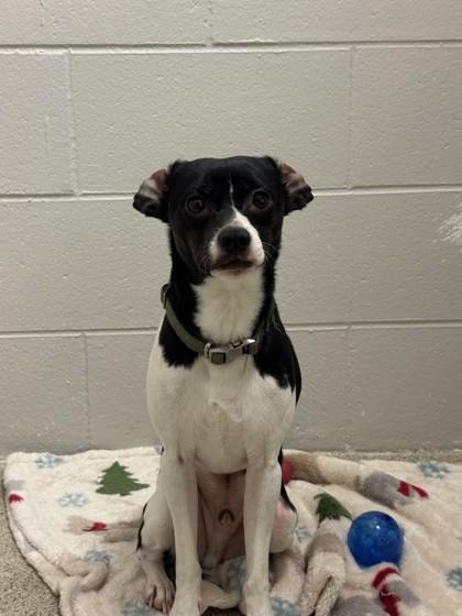 Enlarge Tuxedo, a Adoptable mixed breed in Harbor Springs, MI image 1/1