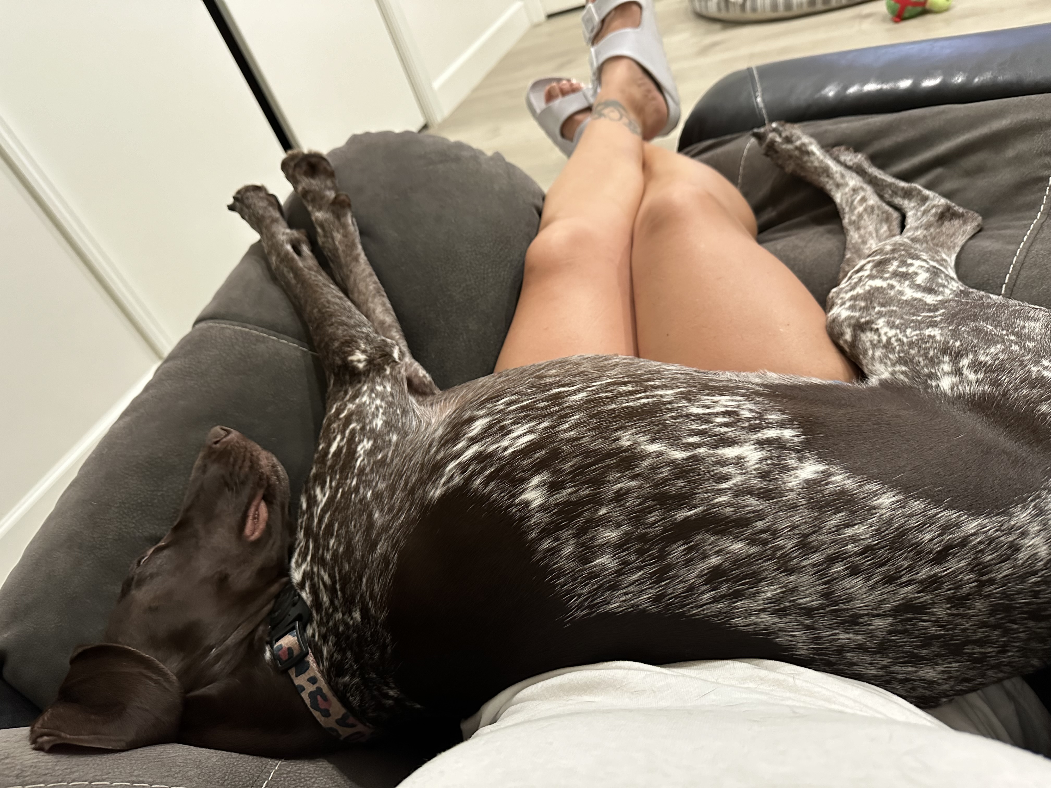 Ray, a Adopted German Shorthaired Pointer in Port Saint Lucie, FL image 1/4