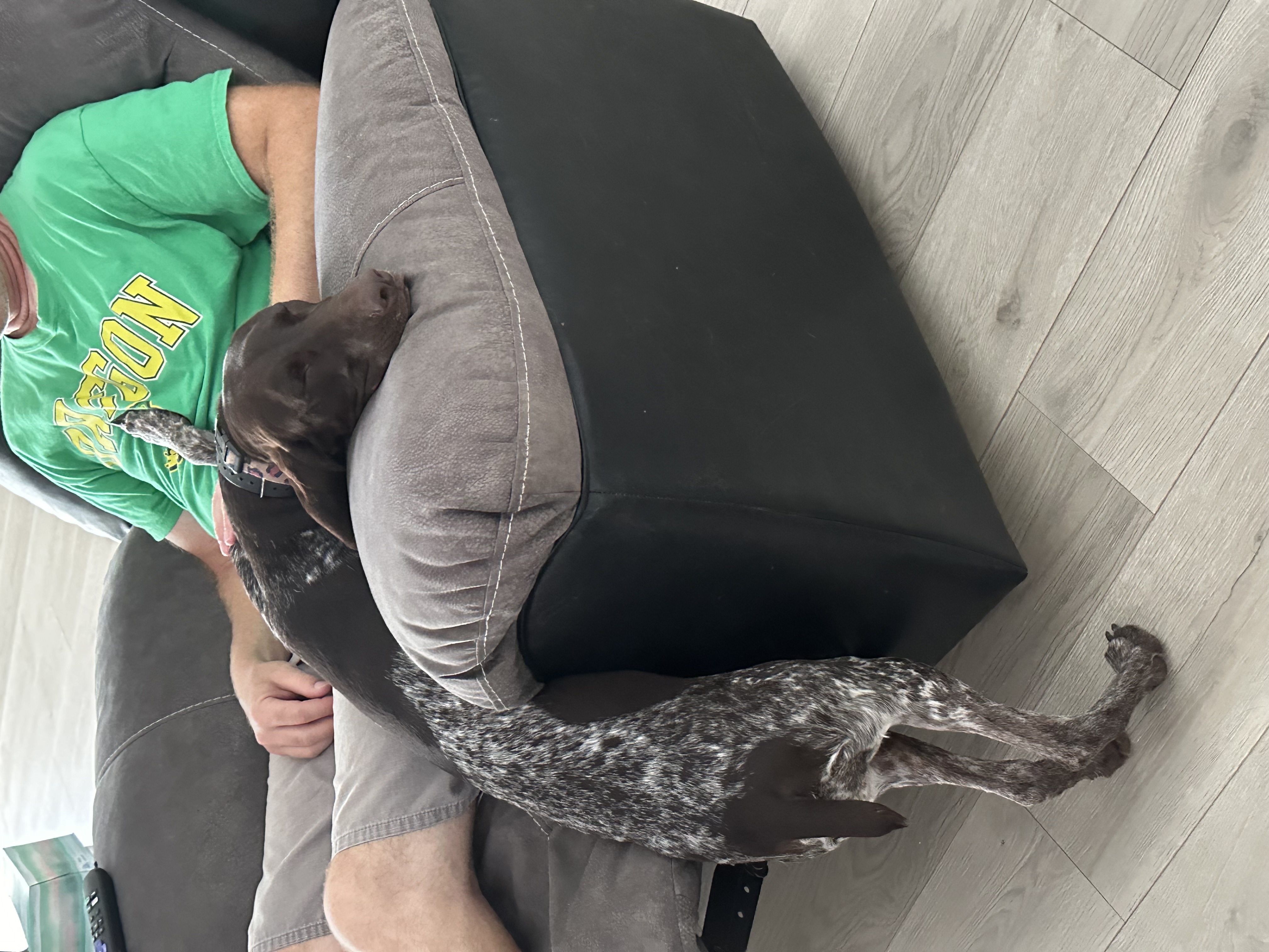 Ray, a Adopted German Shorthaired Pointer in Port Saint Lucie, FL image 2/4