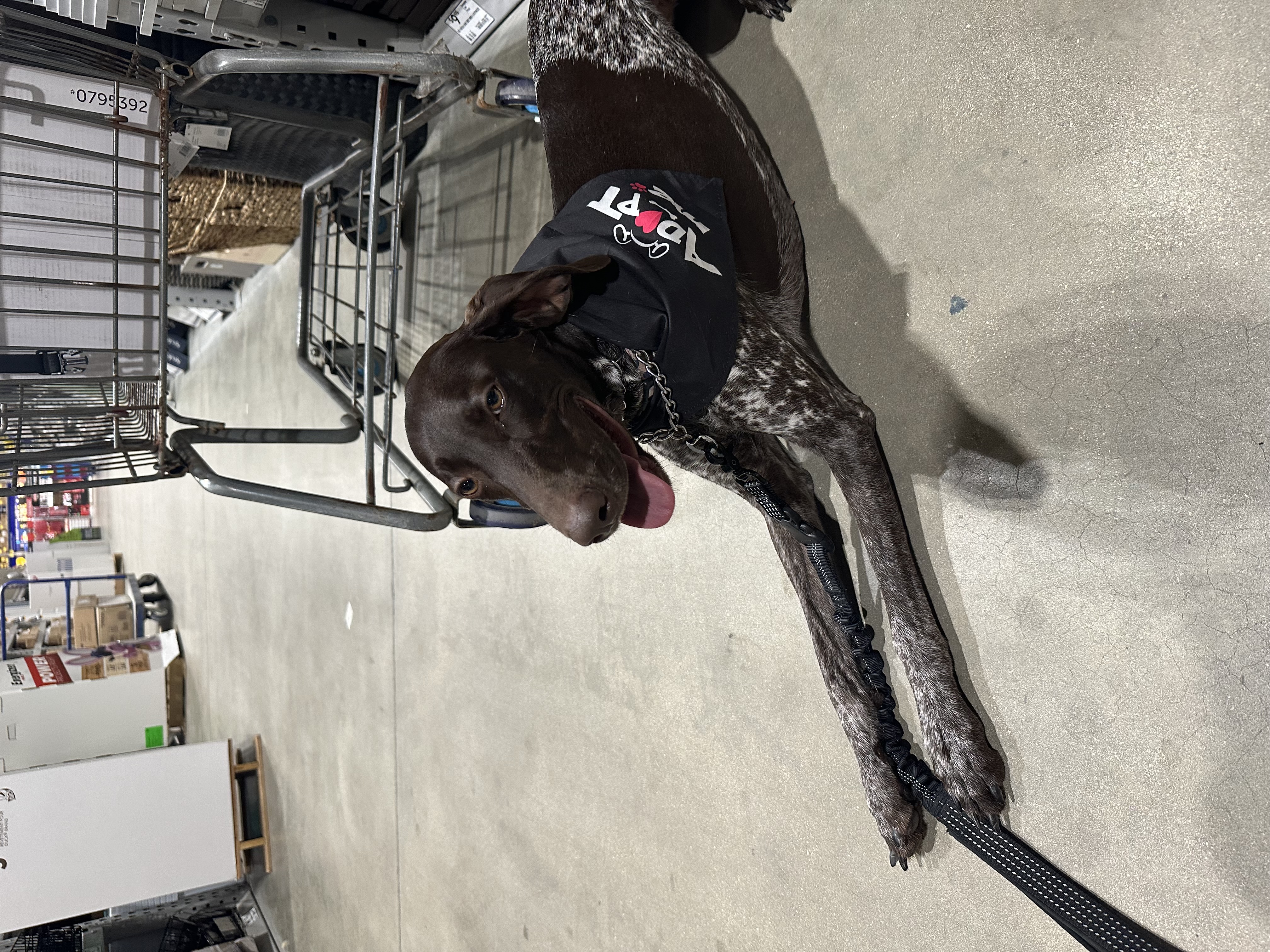 Ray, a Adopted German Shorthaired Pointer in Port Saint Lucie, FL image 3/4