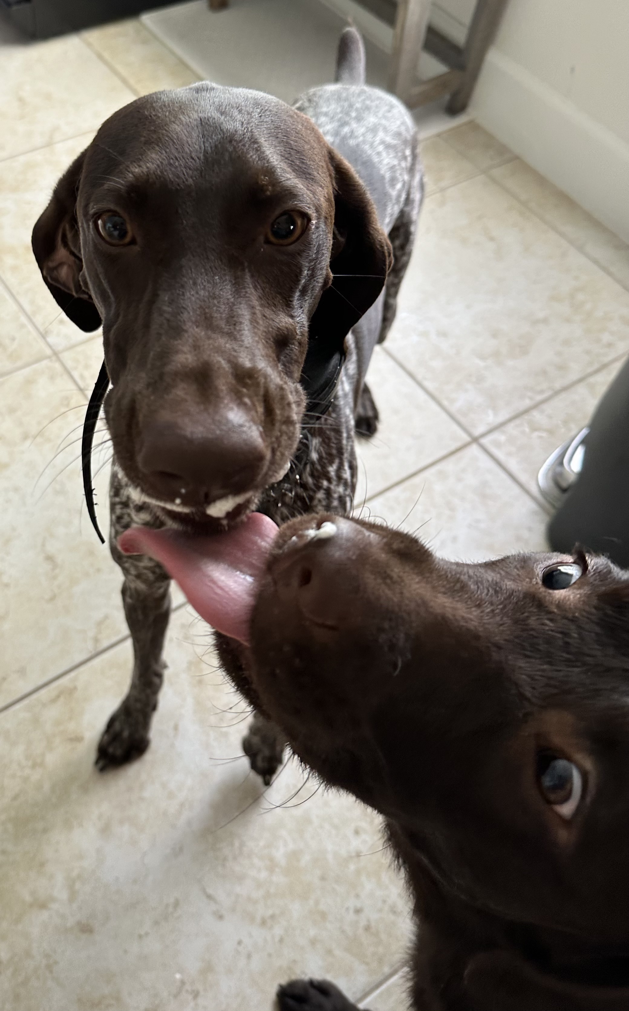 Ray, a Adopted German Shorthaired Pointer in Port Saint Lucie, FL image 4/4