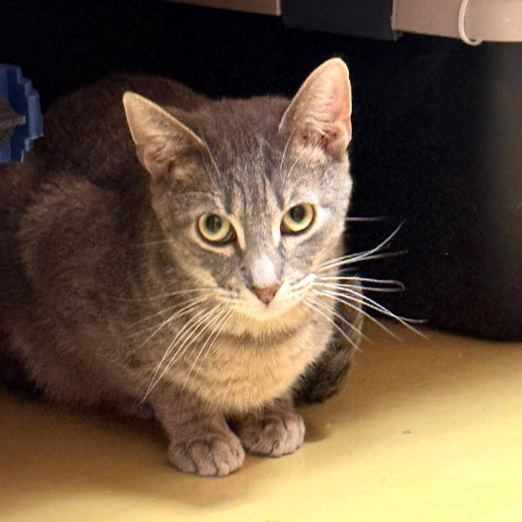 Enlarge Grayson, a Adoptable Domestic Short Hair in Wheeling, IL image 2/6