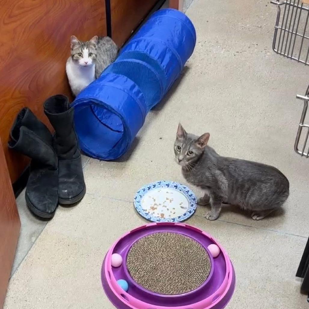 Enlarge Grayson, a Adoptable Domestic Short Hair in Wheeling, IL image 5/6