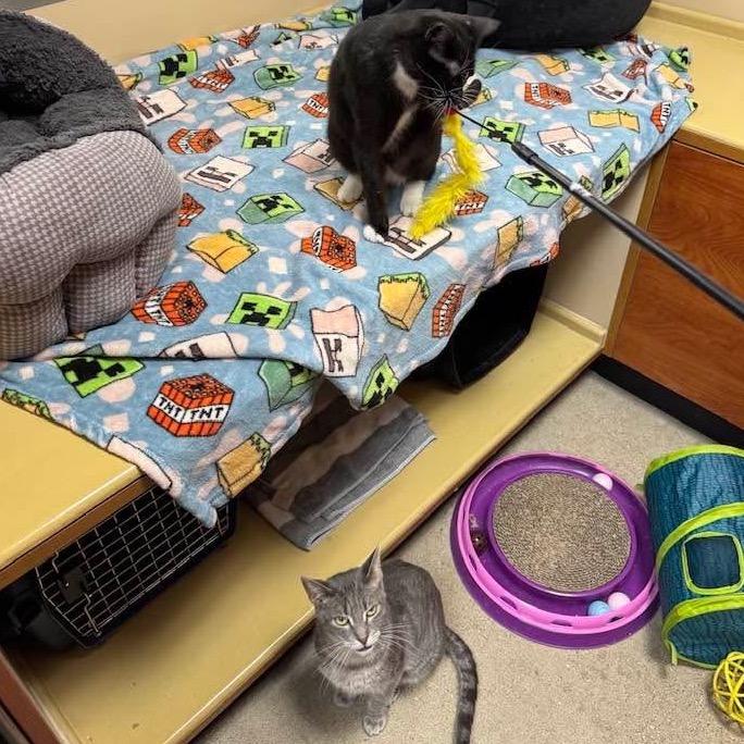 Enlarge Grayson, a Adoptable Domestic Short Hair in Wheeling, IL image 6/6