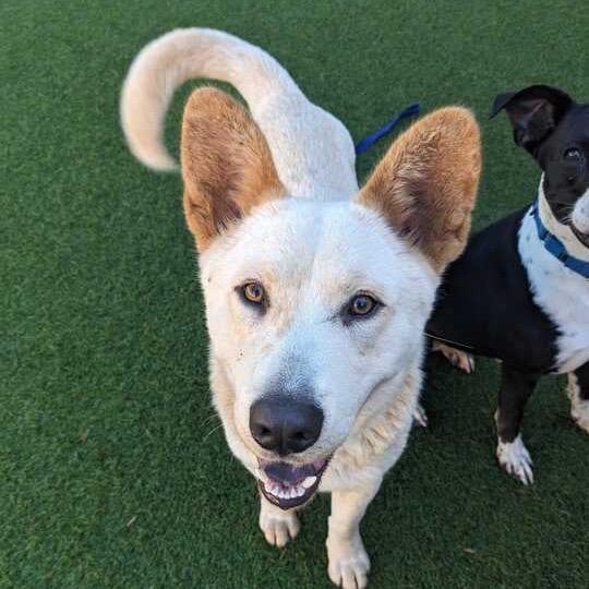 Enlarge Charger, a Adoptable mixed breed in Nampa, ID image 1/6