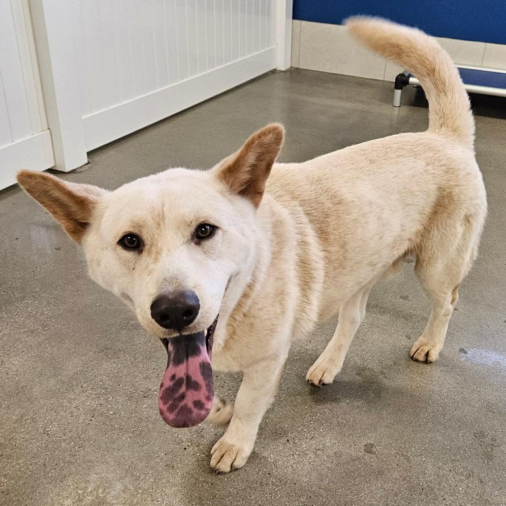 Enlarge Charger, a Adoptable mixed breed in Nampa, ID image 2/6