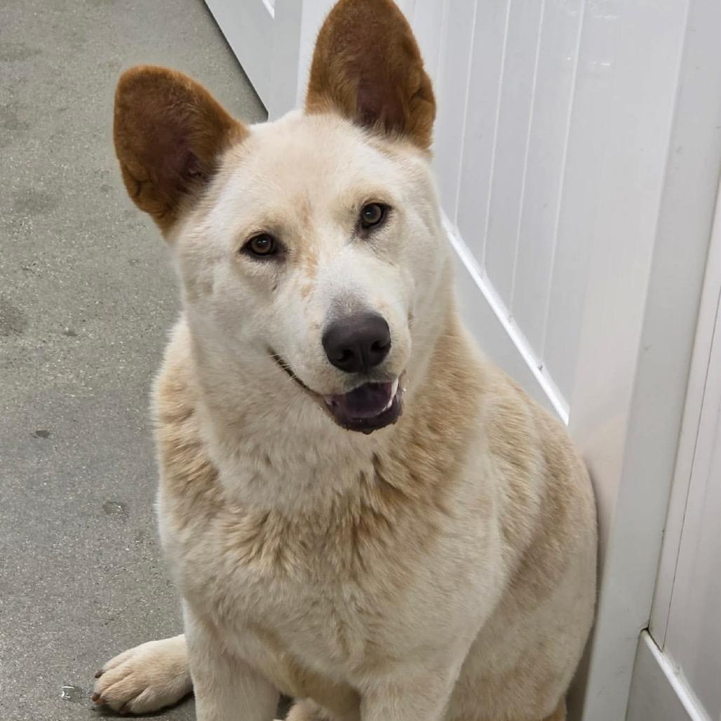 Enlarge Charger, a Adoptable mixed breed in Nampa, ID image 3/6