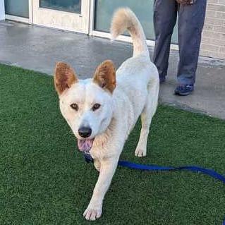 Enlarge Charger, a Adoptable mixed breed in Nampa, ID image 4/6
