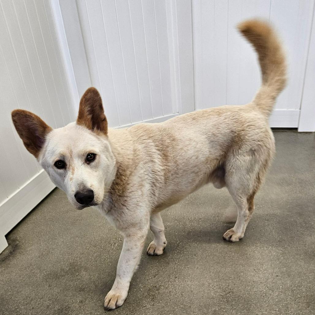 Enlarge Charger, a Adoptable mixed breed in Nampa, ID image 5/6