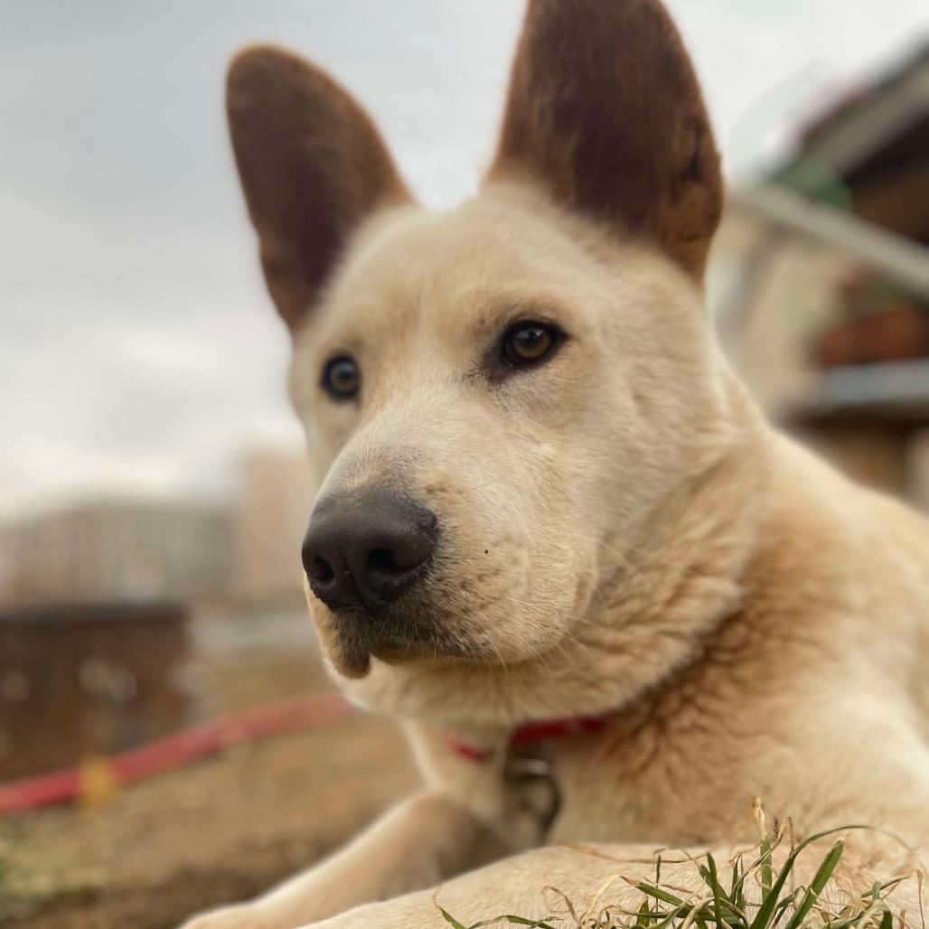 Enlarge Charger, a Adoptable mixed breed in Nampa, ID image 6/6