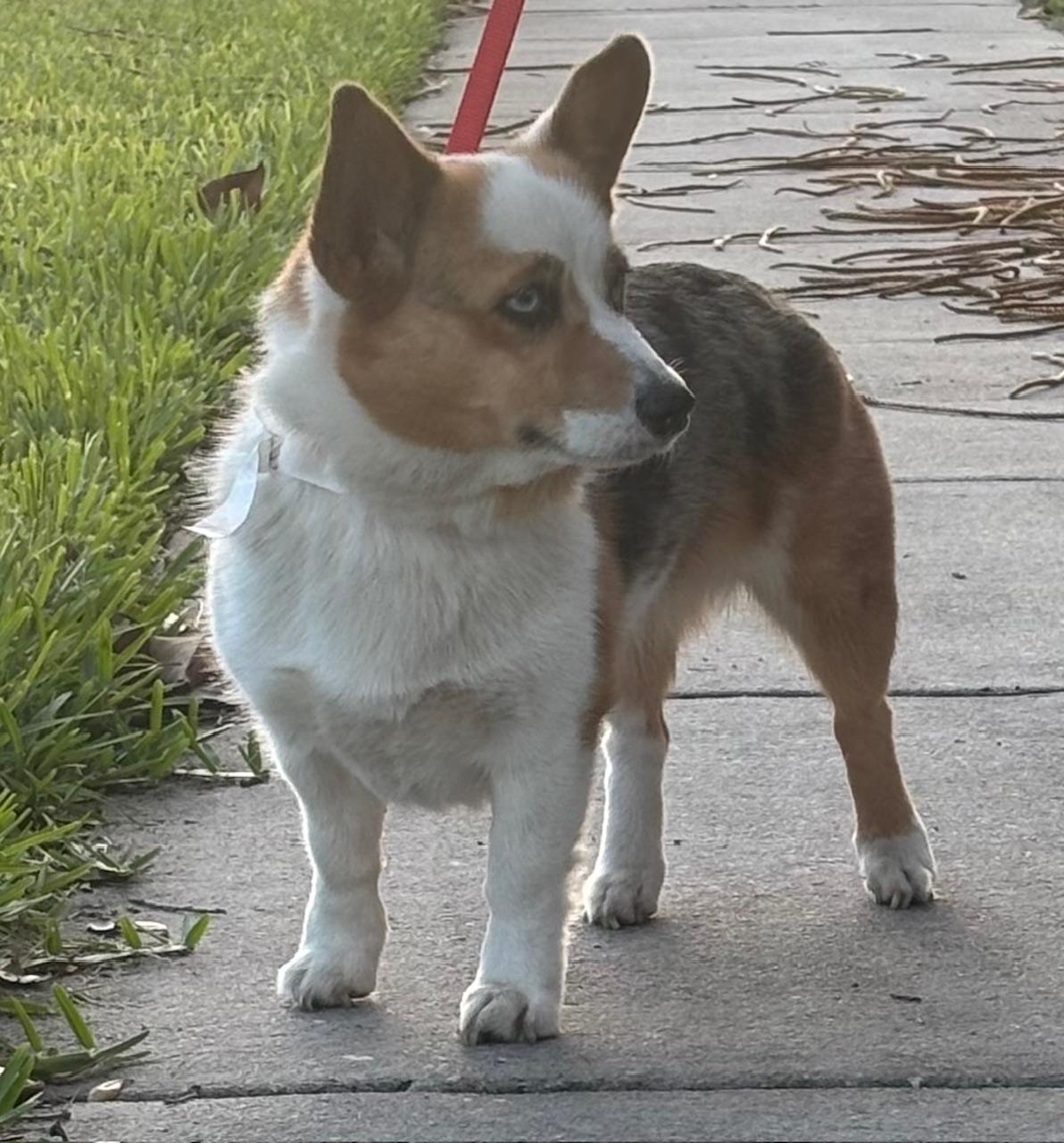 Enlarge Teagan, a ADOPTABLE Corgi in Orlando, FL image 4/6