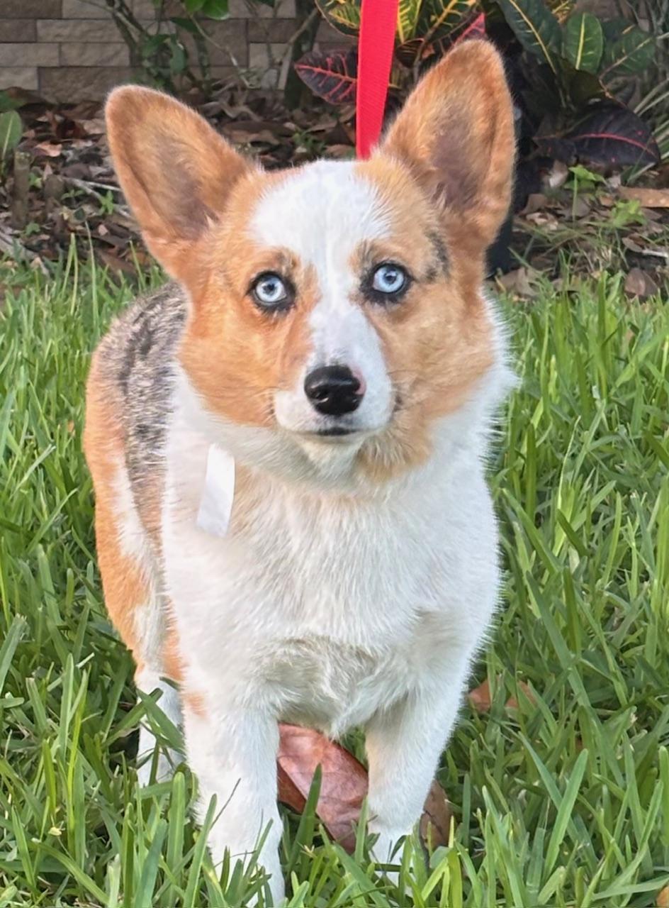 Teagan, ADOPTABLE, Adult Female Corgi.