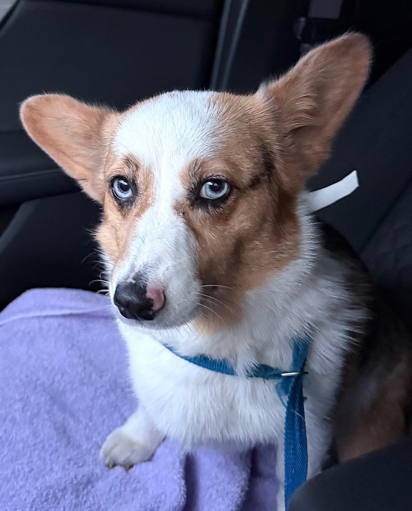 Enlarge Teagan, a ADOPTABLE Corgi in Orlando, FL image 2/6