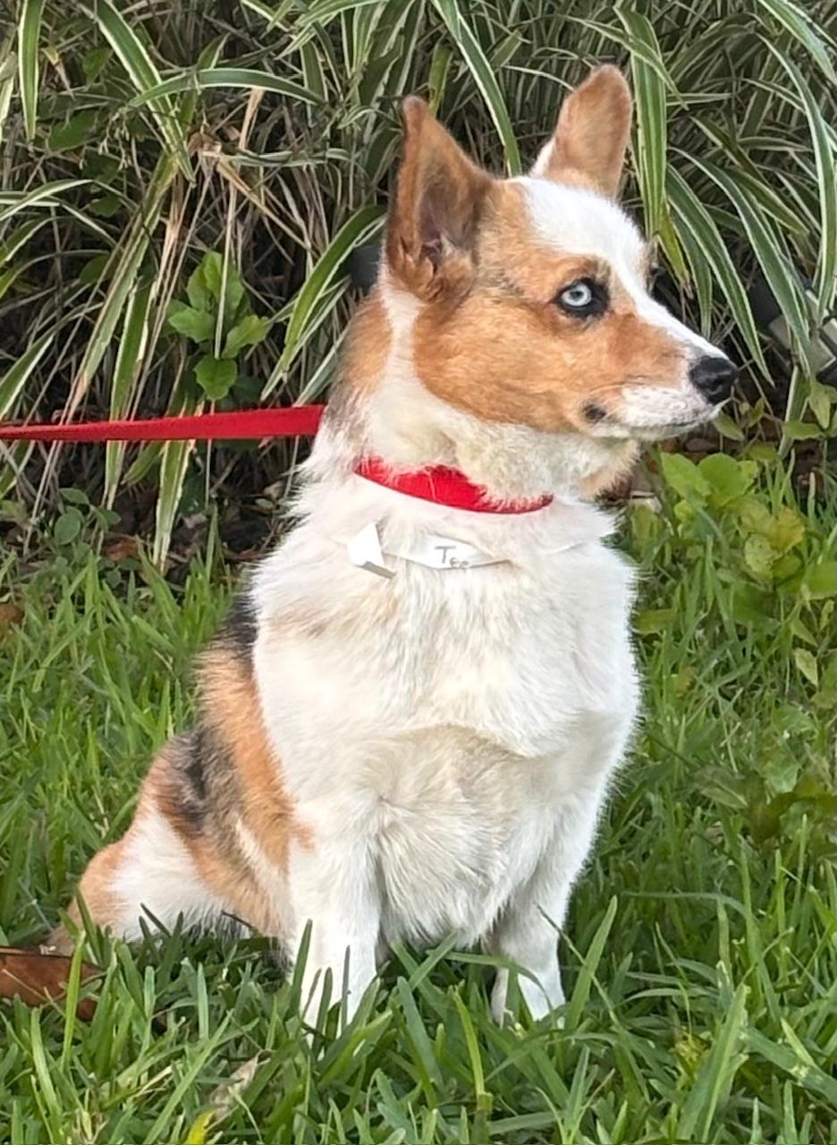 Enlarge Teagan, a ADOPTABLE Corgi in Orlando, FL image 5/6