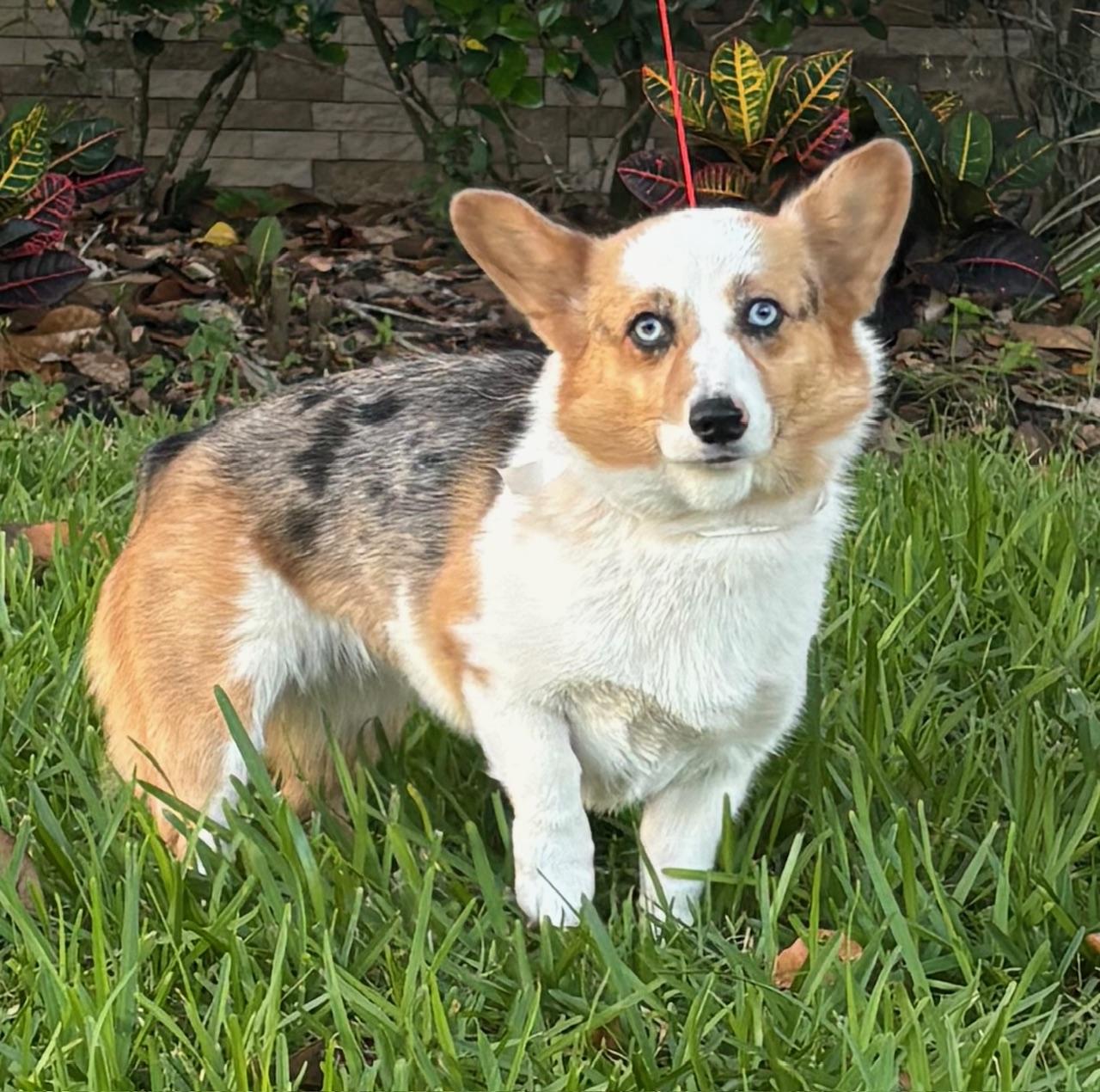 Enlarge Teagan, a ADOPTABLE Corgi in Orlando, FL image 3/6
