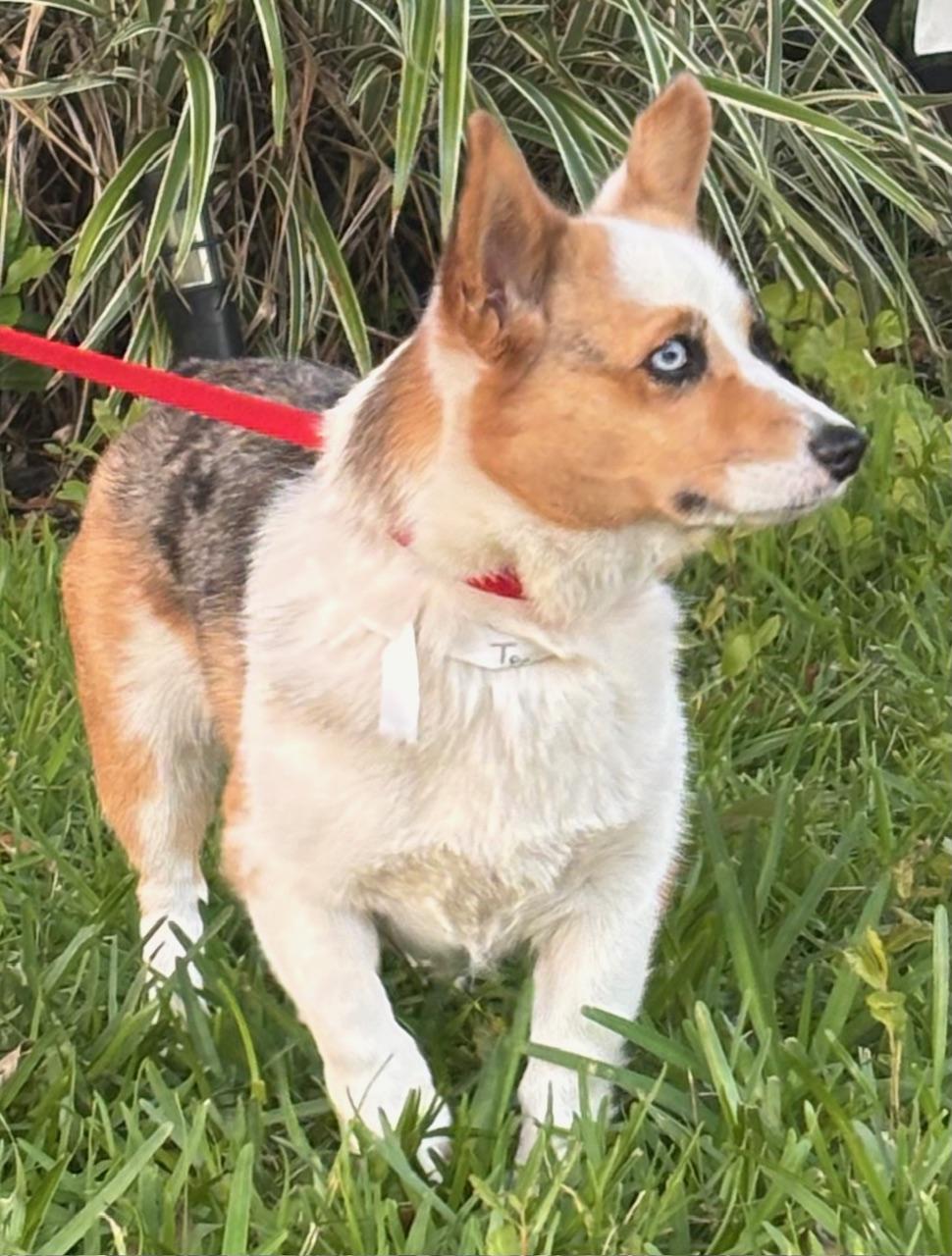 Enlarge Teagan, a ADOPTABLE Corgi in Orlando, FL image 6/6