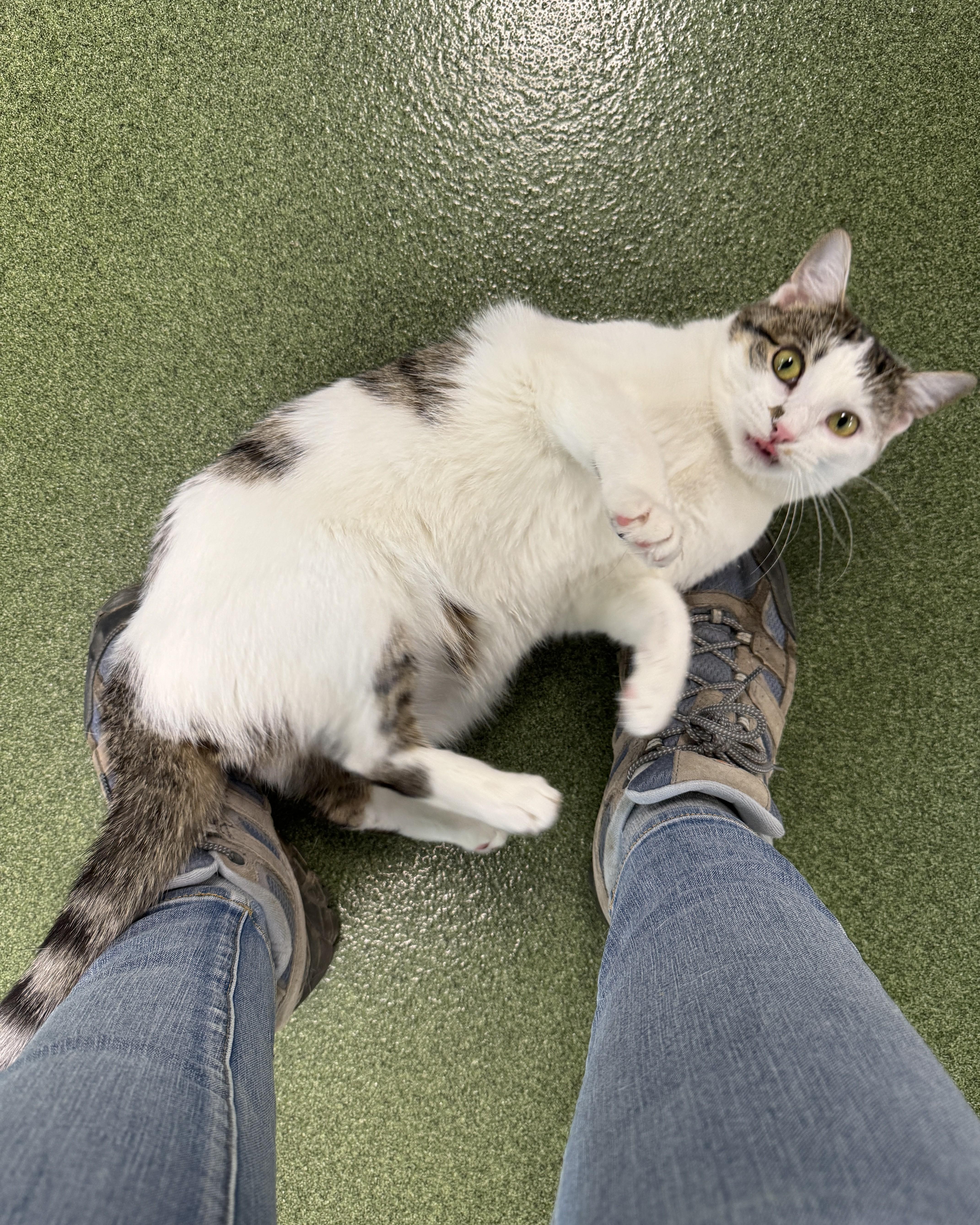 Ruby Rose, an adopted Domestic Short Hair in Seneca, PA image 3/4