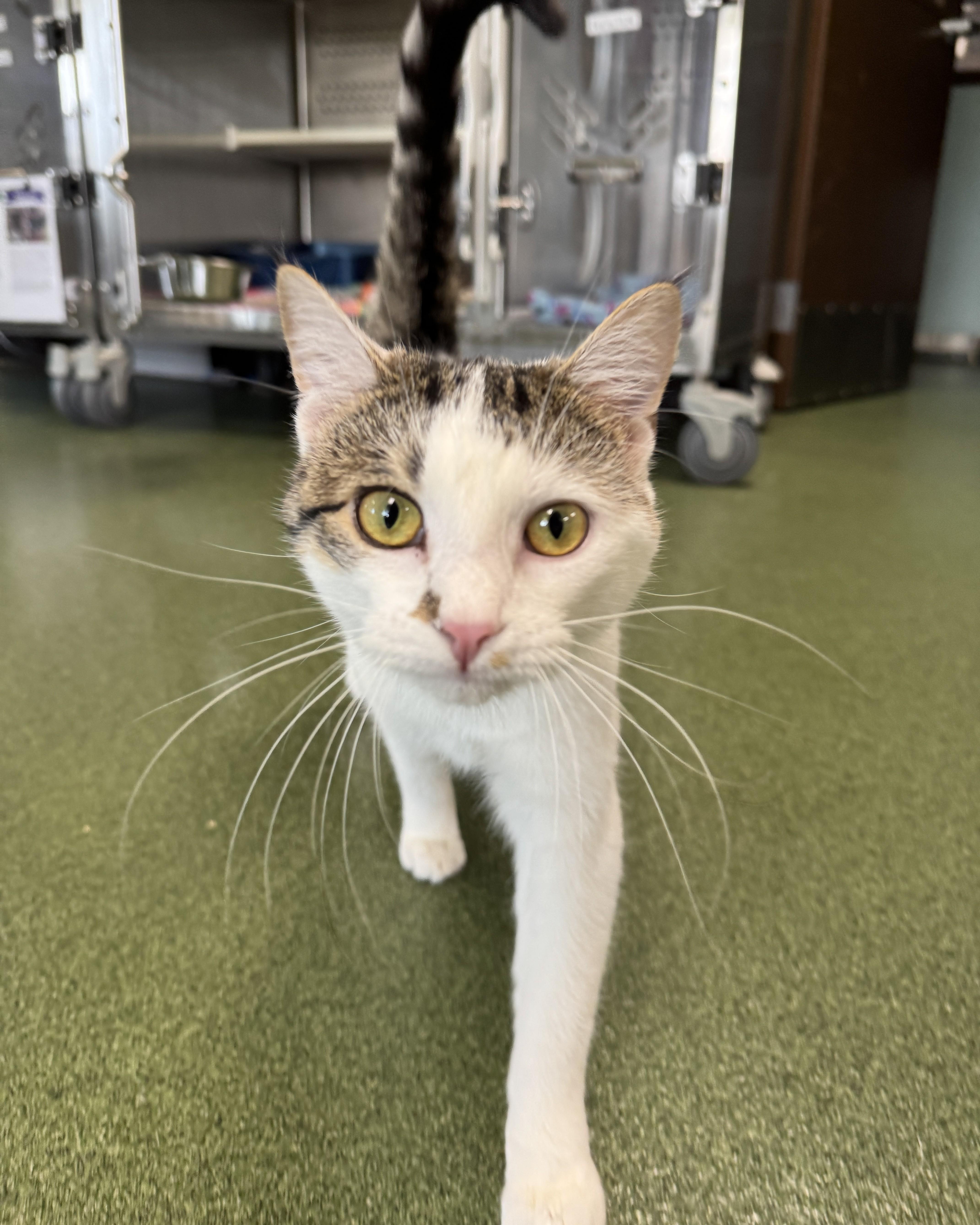Ruby Rose, an adopted Domestic Short Hair in Seneca, PA image 1/4