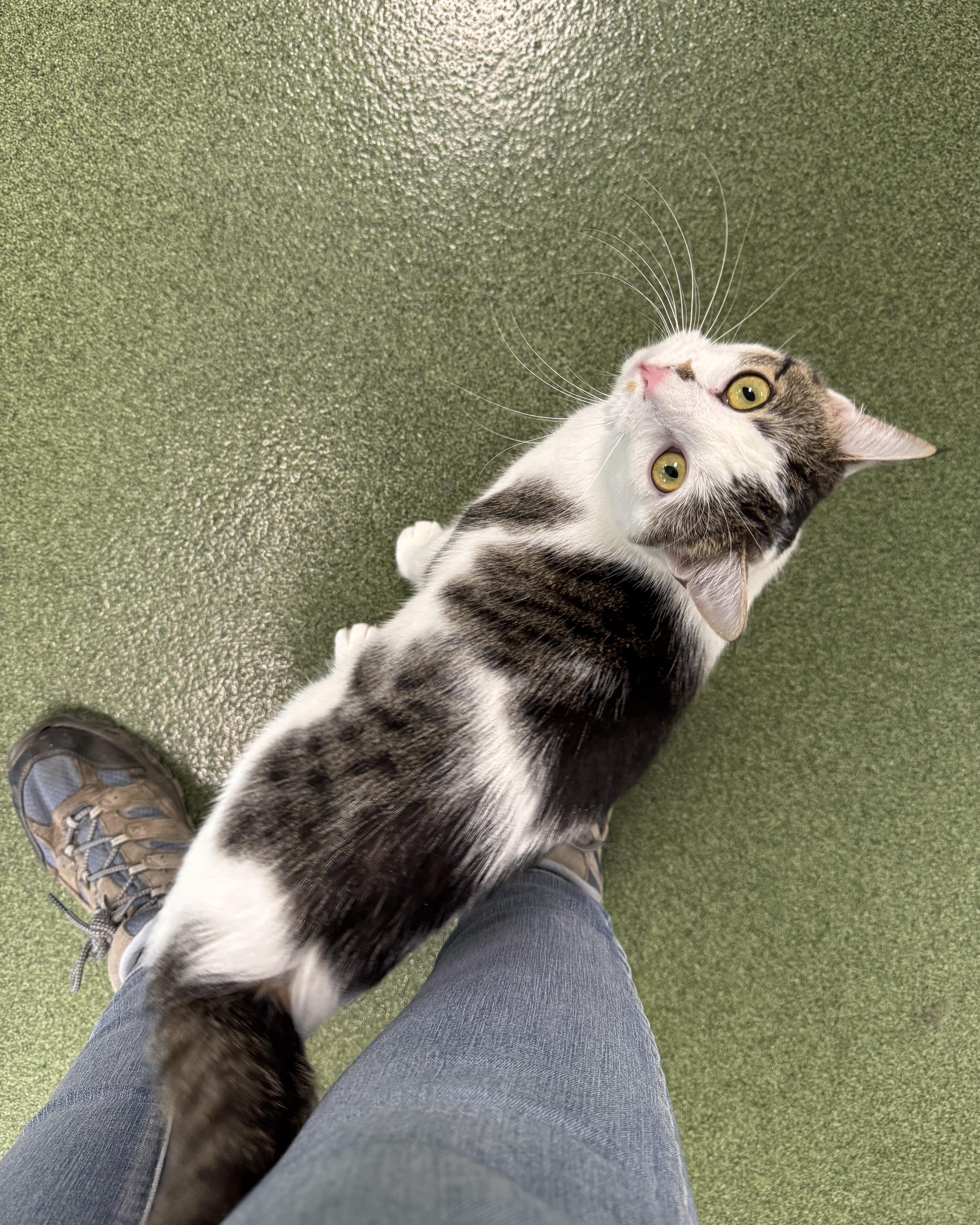 Ruby Rose, an adopted Domestic Short Hair in Seneca, PA image 2/4