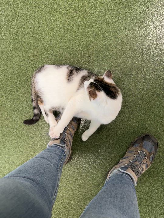 Enlarge Ruby Rose, an adopted Domestic Short Hair in Seneca, PA video 4/4