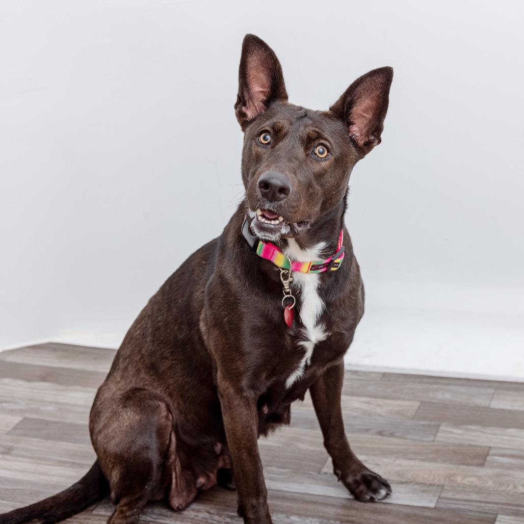 Enlarge Maui, a Adoptable mixed breed in Los Angeles, CA image 1/6