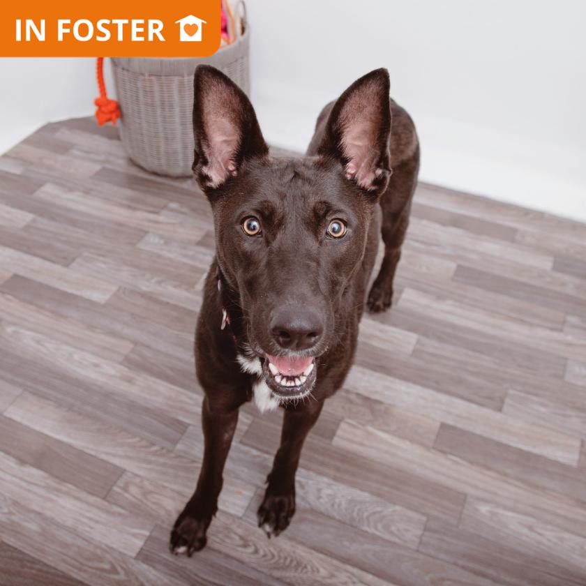 Enlarge Maui, a Adoptable mixed breed in Los Angeles, CA image 2/5