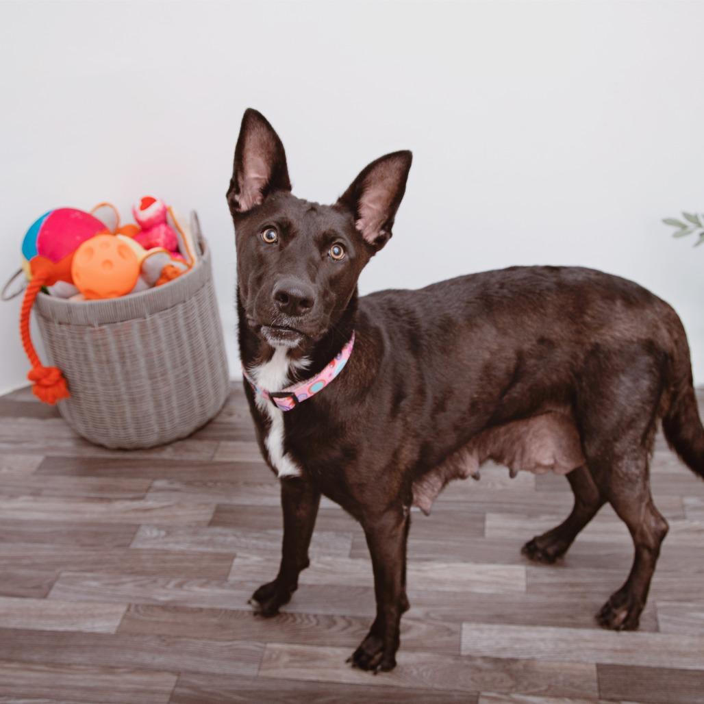 Enlarge Maui, a Adoptable mixed breed in Los Angeles, CA image 3/5