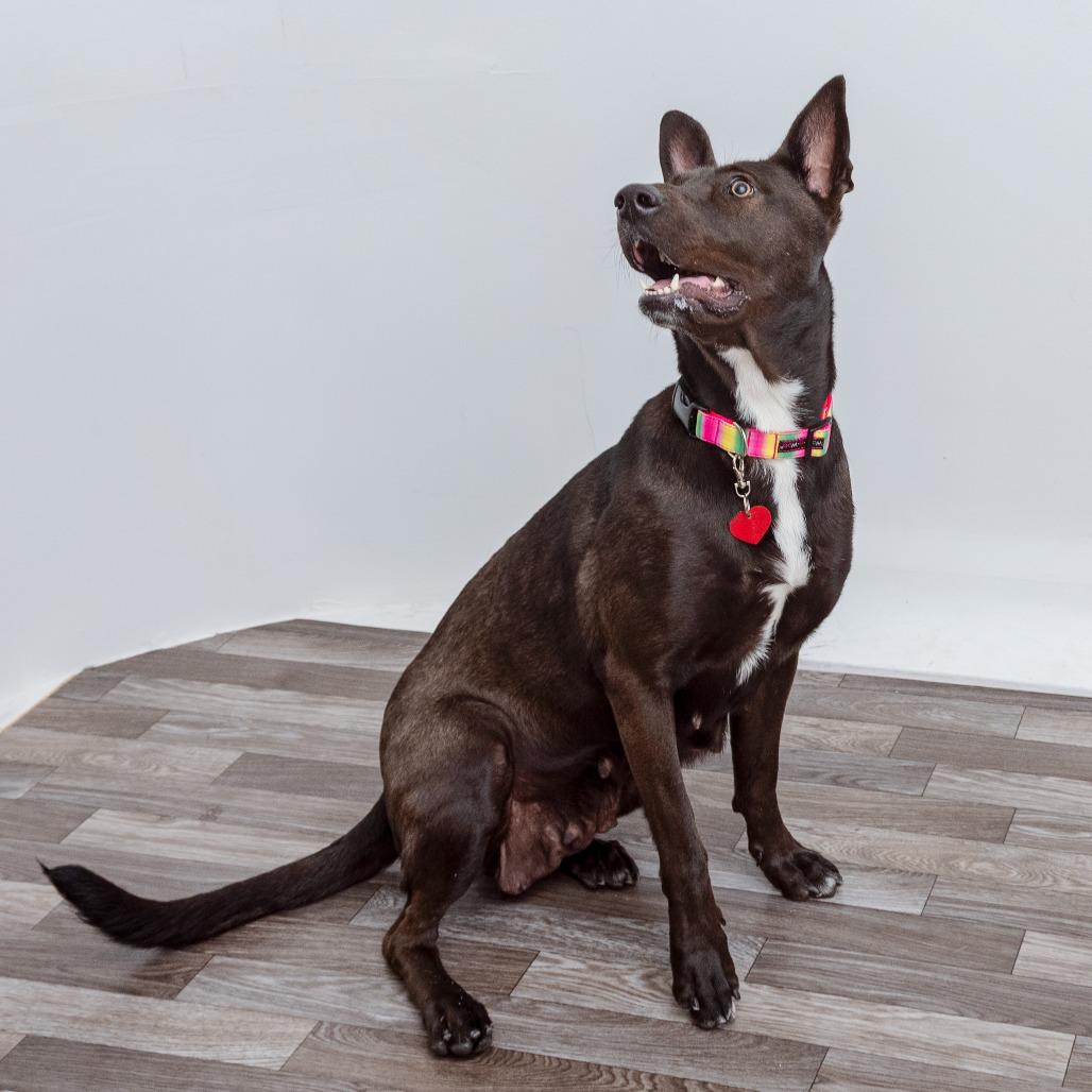 Enlarge Maui, a Adoptable mixed breed in Los Angeles, CA image 6/6