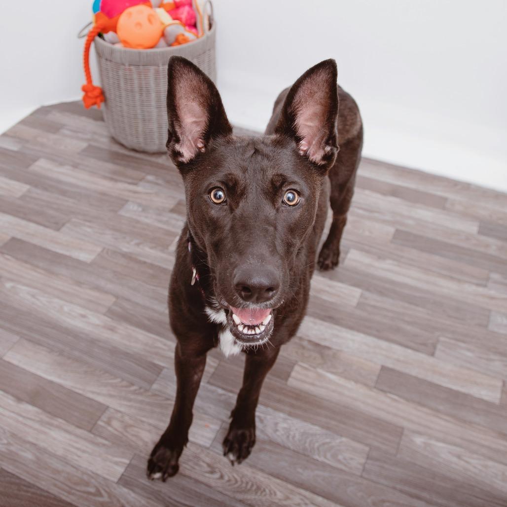 Enlarge Maui, a Adoptable mixed breed in Los Angeles, CA image 5/5