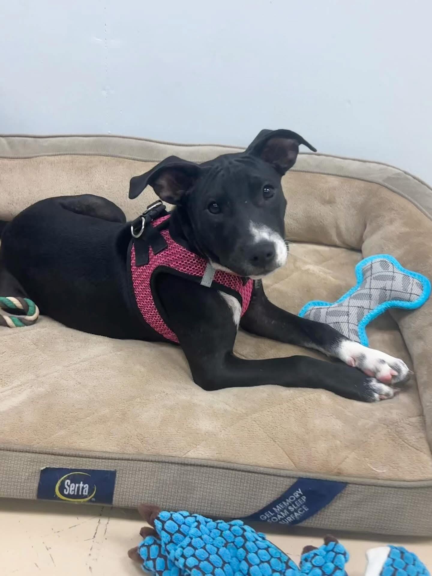 Faith, Adoptable, Puppy Female Labrador Retriever & Pit Bull Terrier.