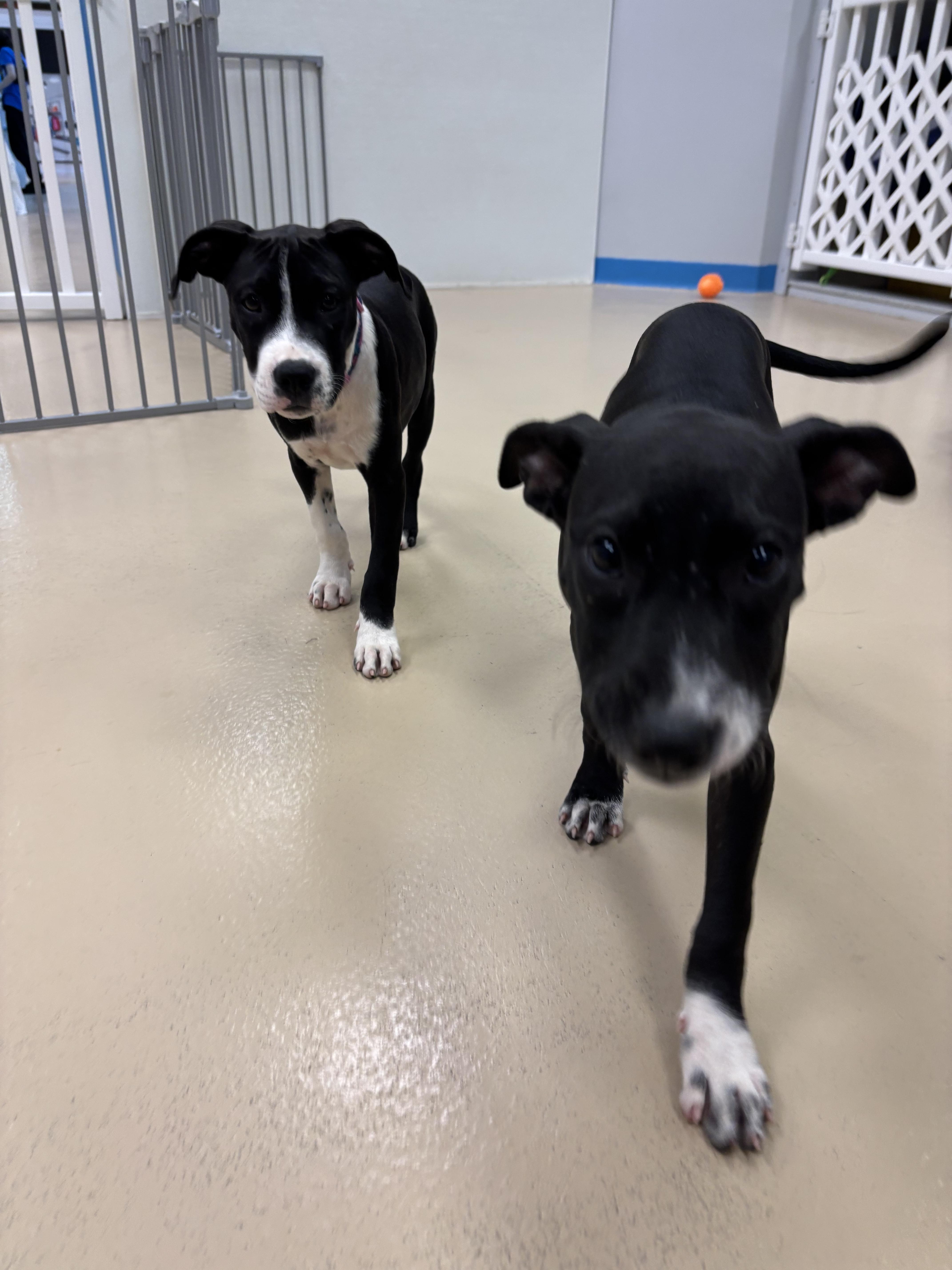 Faith, a Adoptable mixed breed in Oceanport, NJ image 2/6