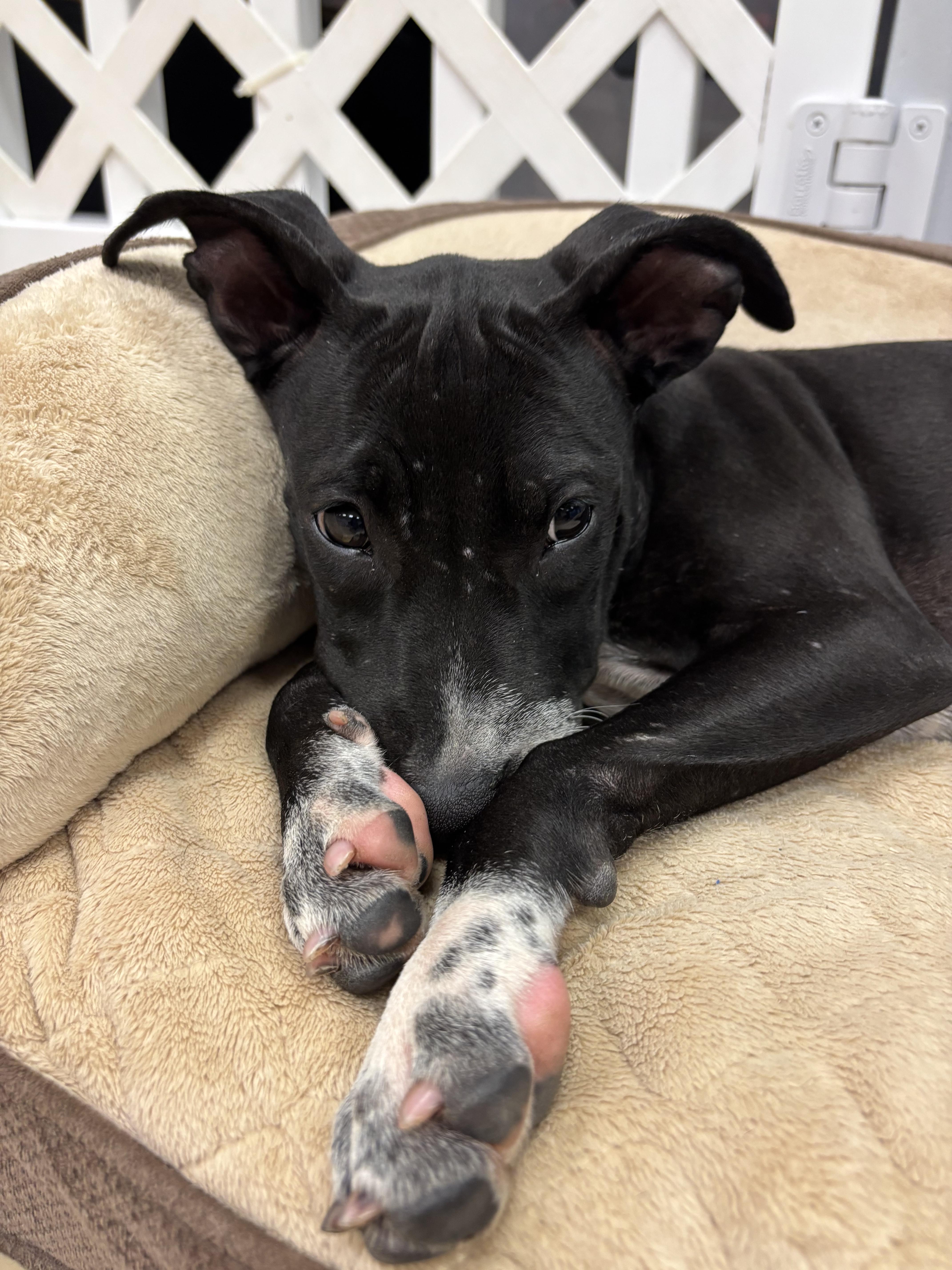 Faith, a Adoptable mixed breed in Oceanport, NJ image 3/6