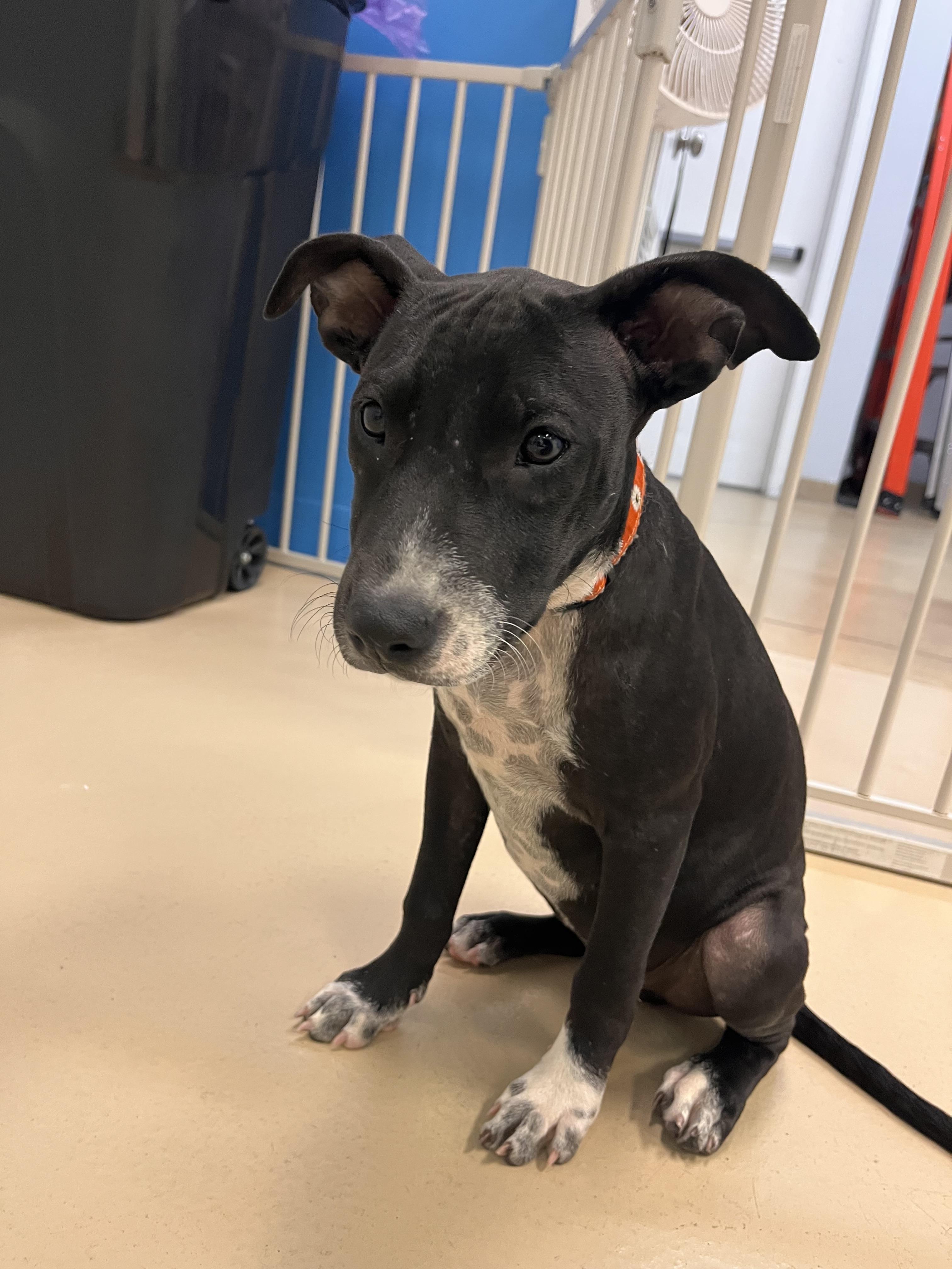 Faith, a Adoptable mixed breed in Oceanport, NJ image 4/6