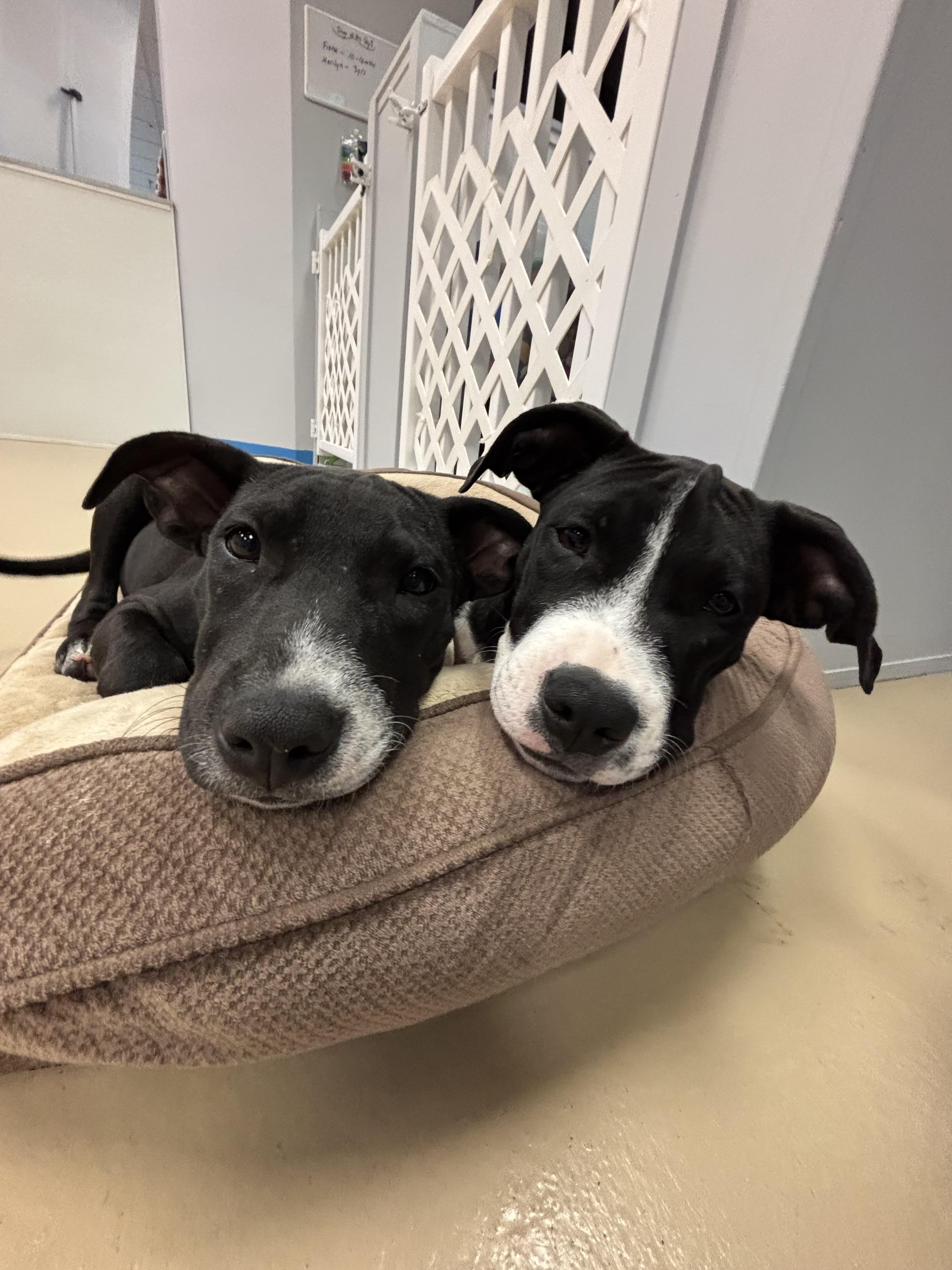 Faith, a Adoptable mixed breed in Oceanport, NJ image 5/6