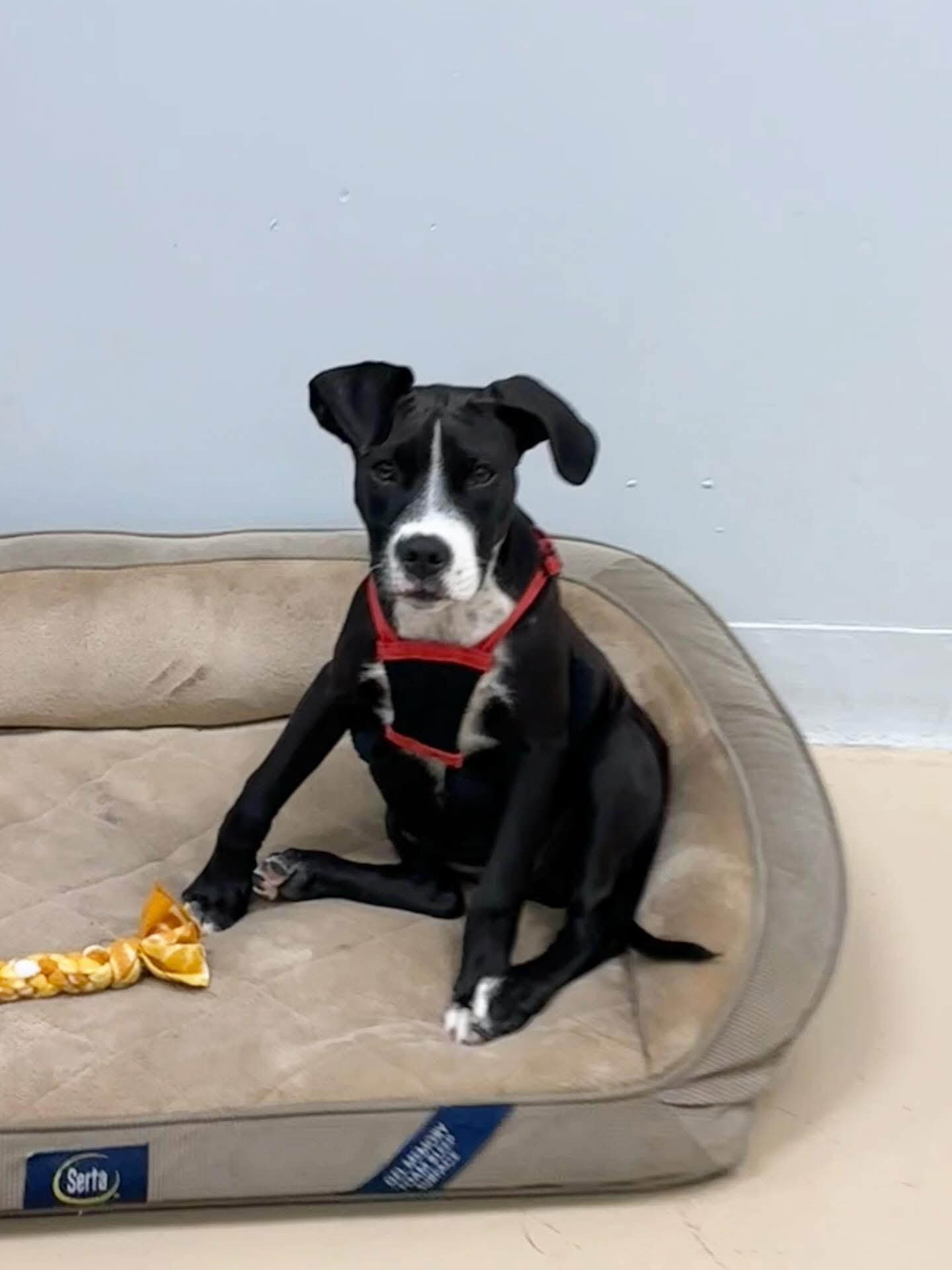 Faith, a Adoptable mixed breed in Oceanport, NJ image 6/6