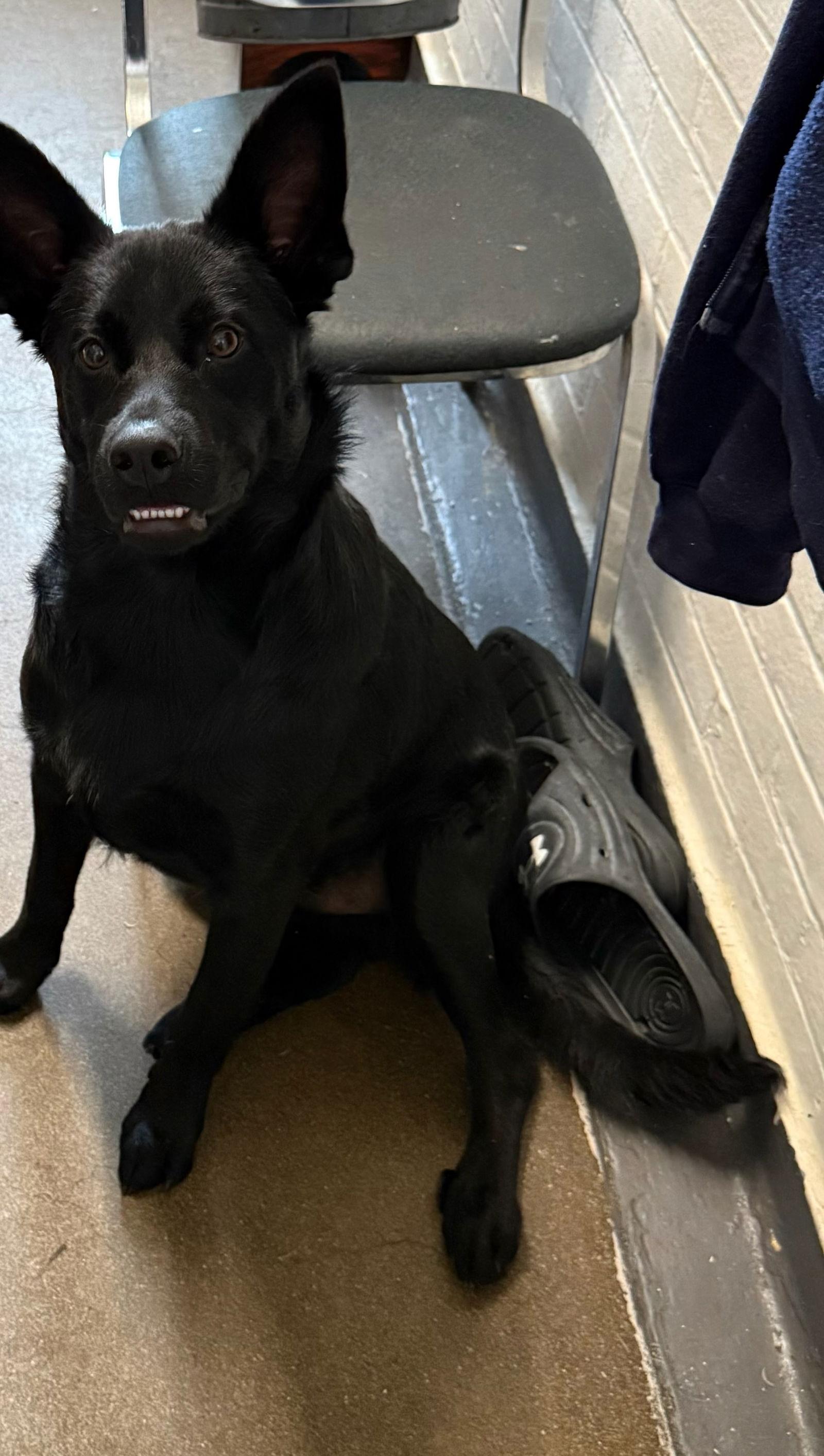 Enlarge Bagel Babies - Chocolate Chip, a Adoptable German Shepherd Dog in Ashville, OH image 1/3